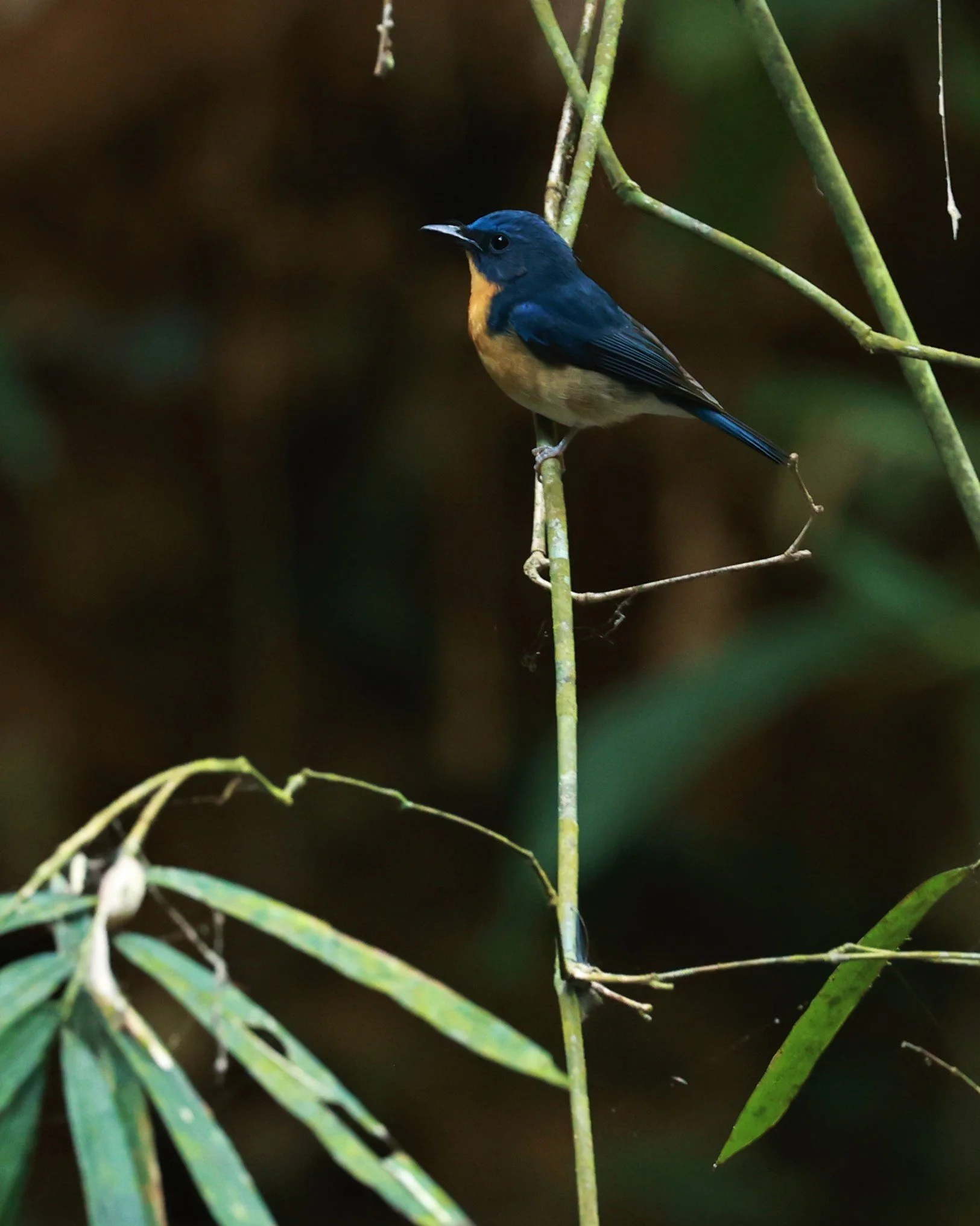 FLYCATCHER - LARGE BLUE FLYCATCHER - Cyornis magnirostris - Si Phang Nga National Park, Thailand Feb 18-19, 2023 (70).jpg