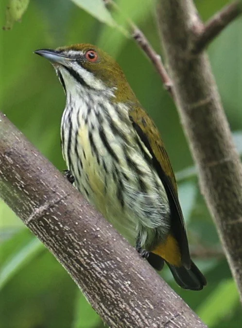 FLOWERPECKER - YELLOW-VENTED FLOWERPECKER - Dicaeum chrysorrheum - BAAN MAKA GARDEN & VICINITY PETCHABURI 12 SEPTEMBER 2021 (22).jpg