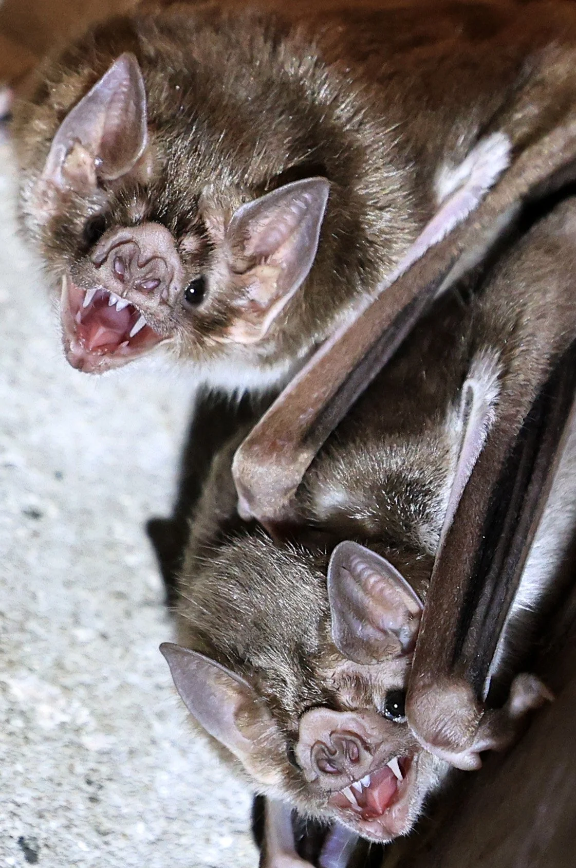 Common Vampire Bat (Desmodus rotundus) Abandoned house on road between Pozo Colorado & Asuncion (8).jpg