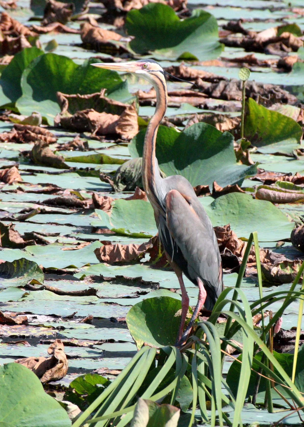 HERON - PURPLE HERON - Ardea purpurea - KHAO SAM ROI YOD THAILAND (25).JPG
