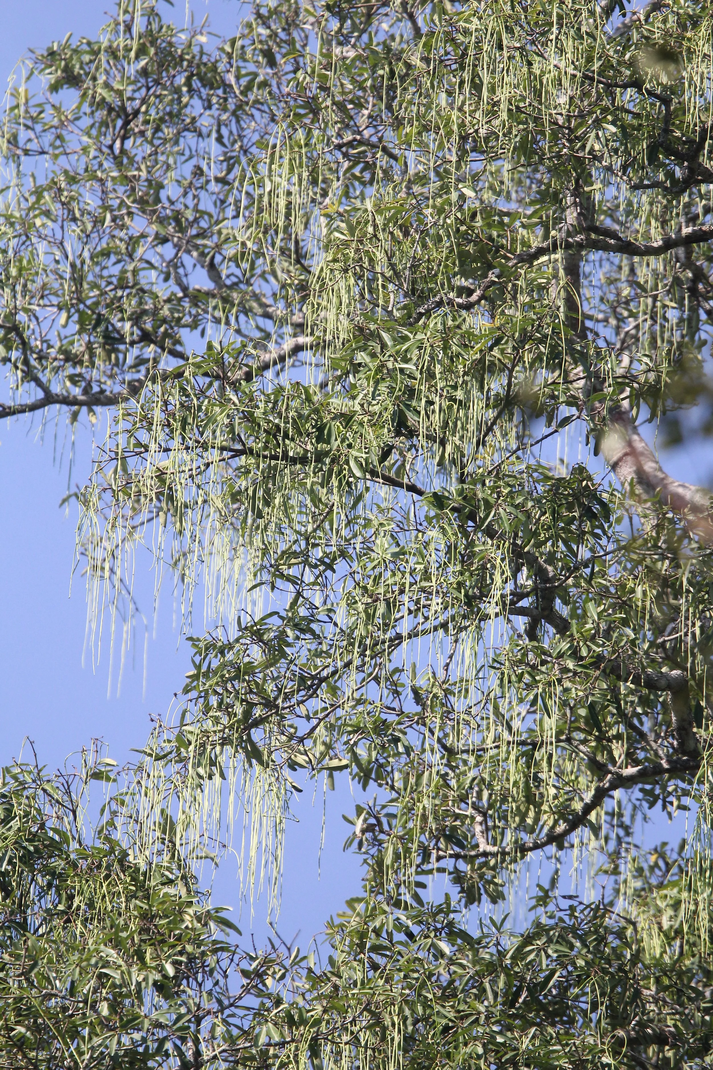 KAENG KRACHAN NP C.JPG