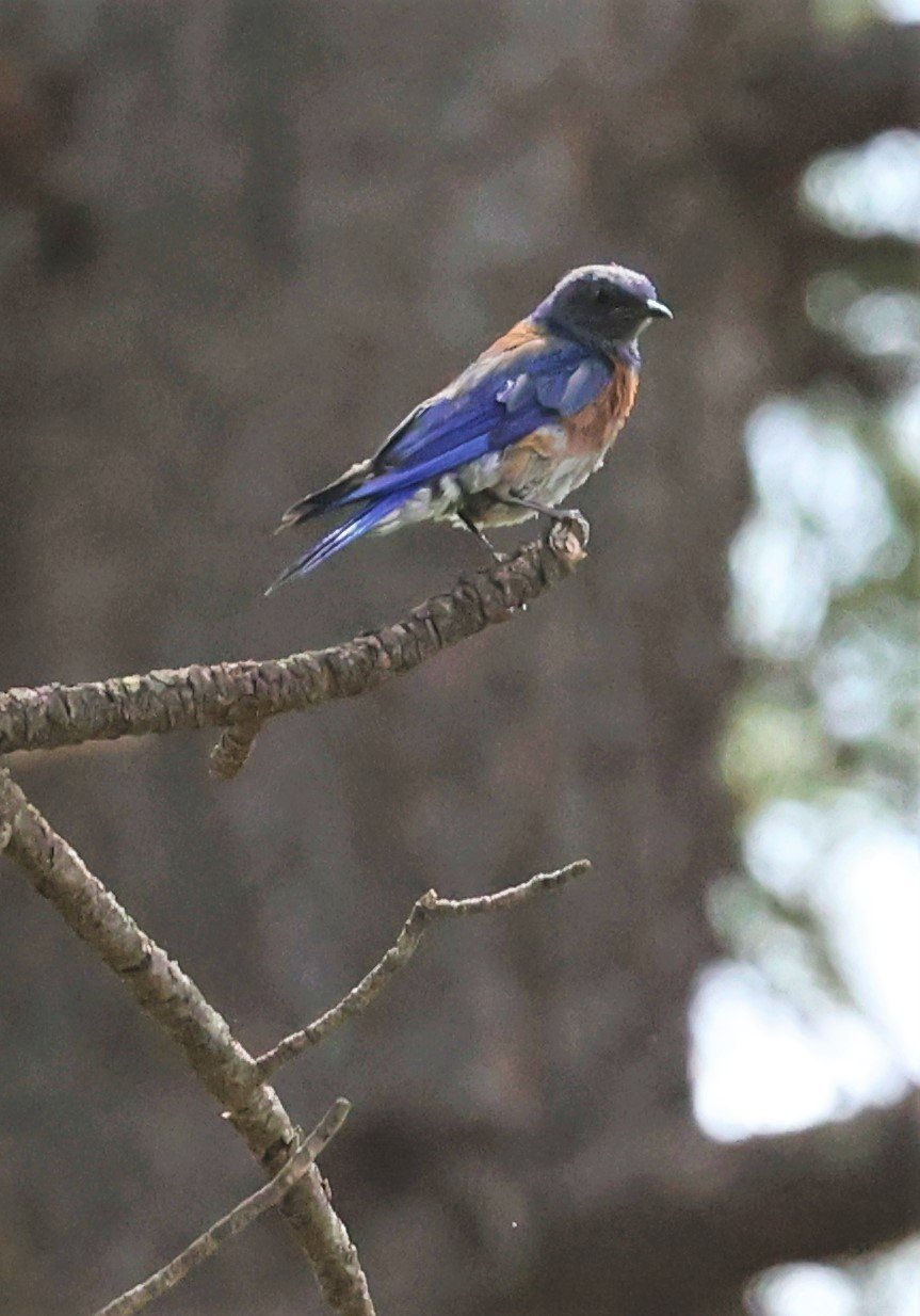 Western Bluebird (Sialia mexicana) Flagstaff Arboretum Arizona (10).jpg