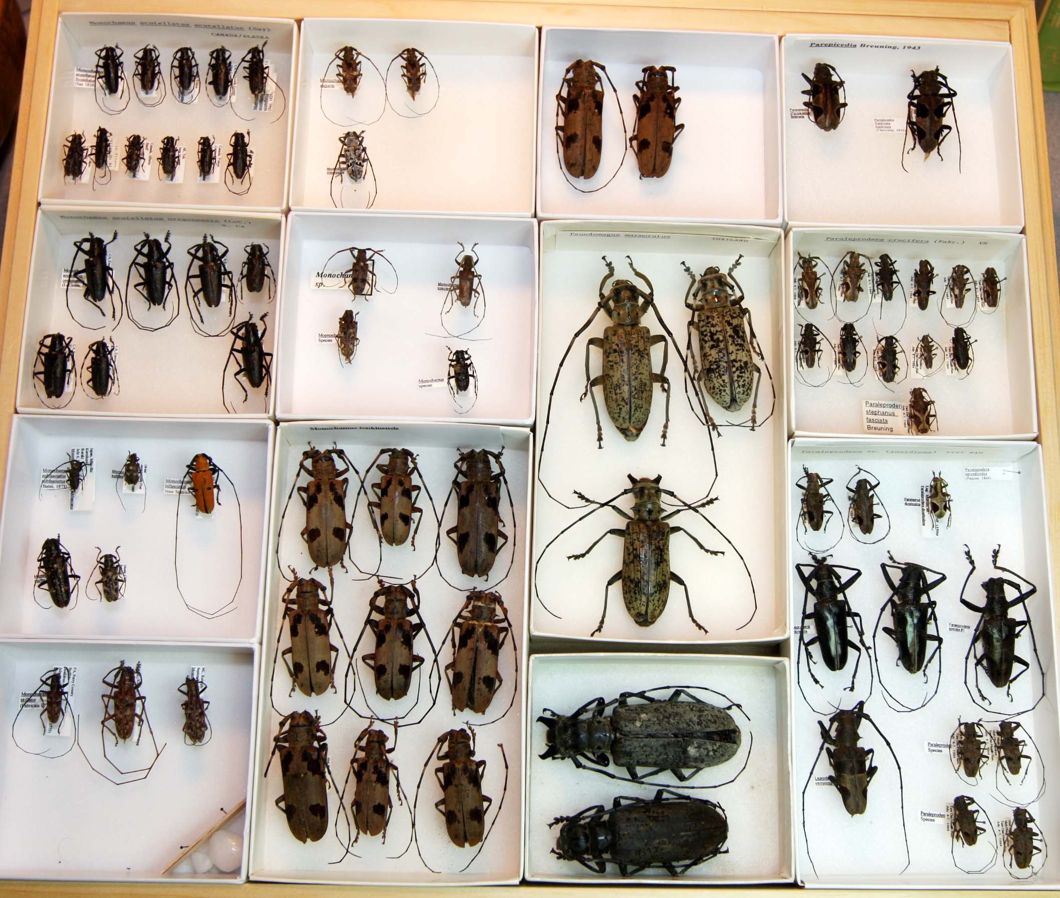 22 Lamiinae - Lamiini.JPG