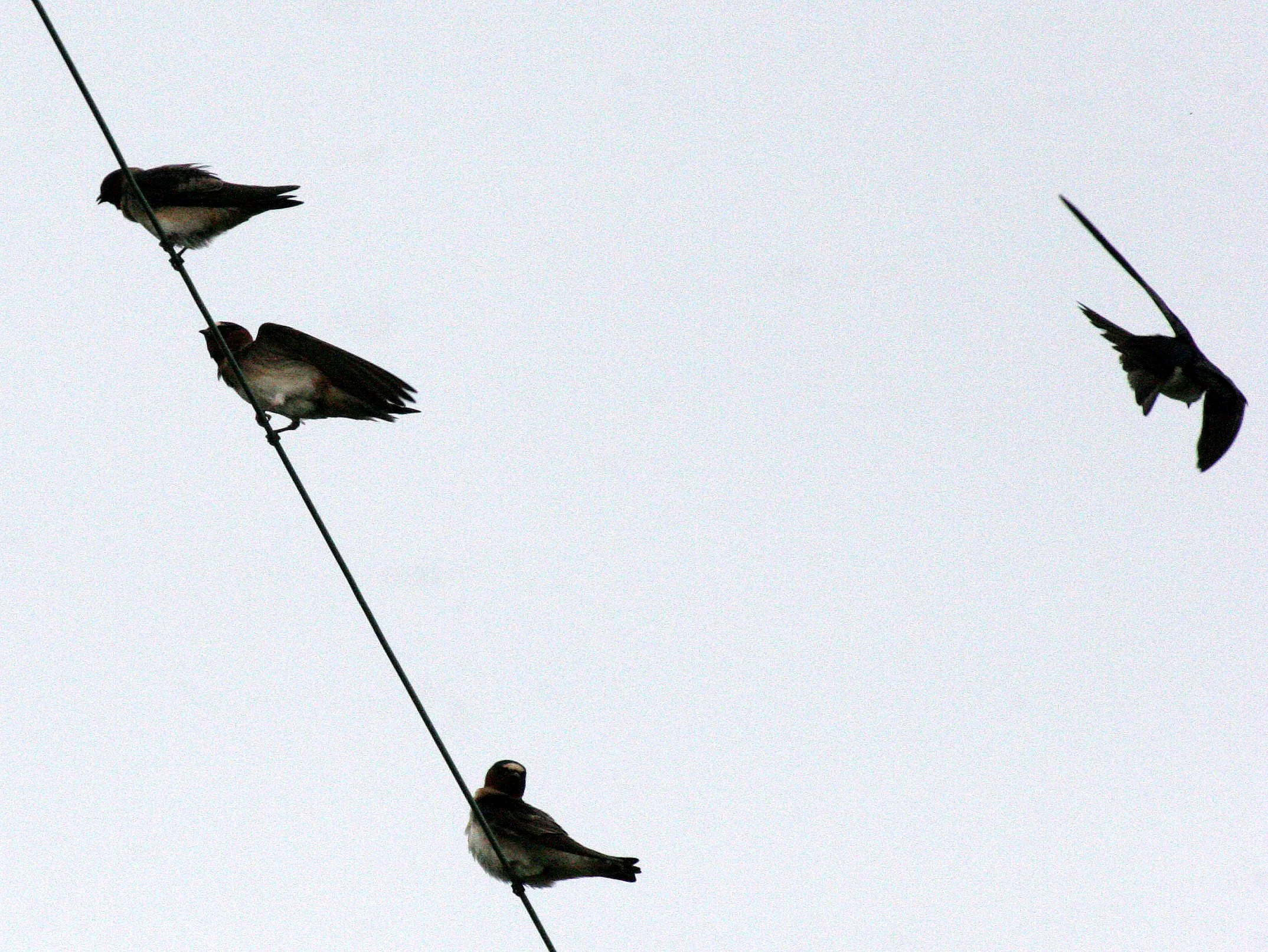Cliff Swallow (Petrochelidon pyrrhonota) Jamestown Washington Olympic Peninsula (7).JPG