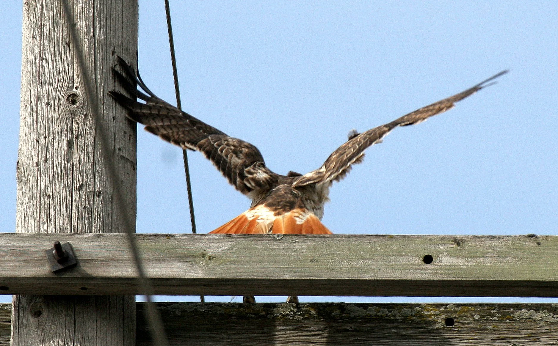 Buteo jamaicensis - RED-TAILED HAWK - WHEATON ILLINOIS (11).JPG