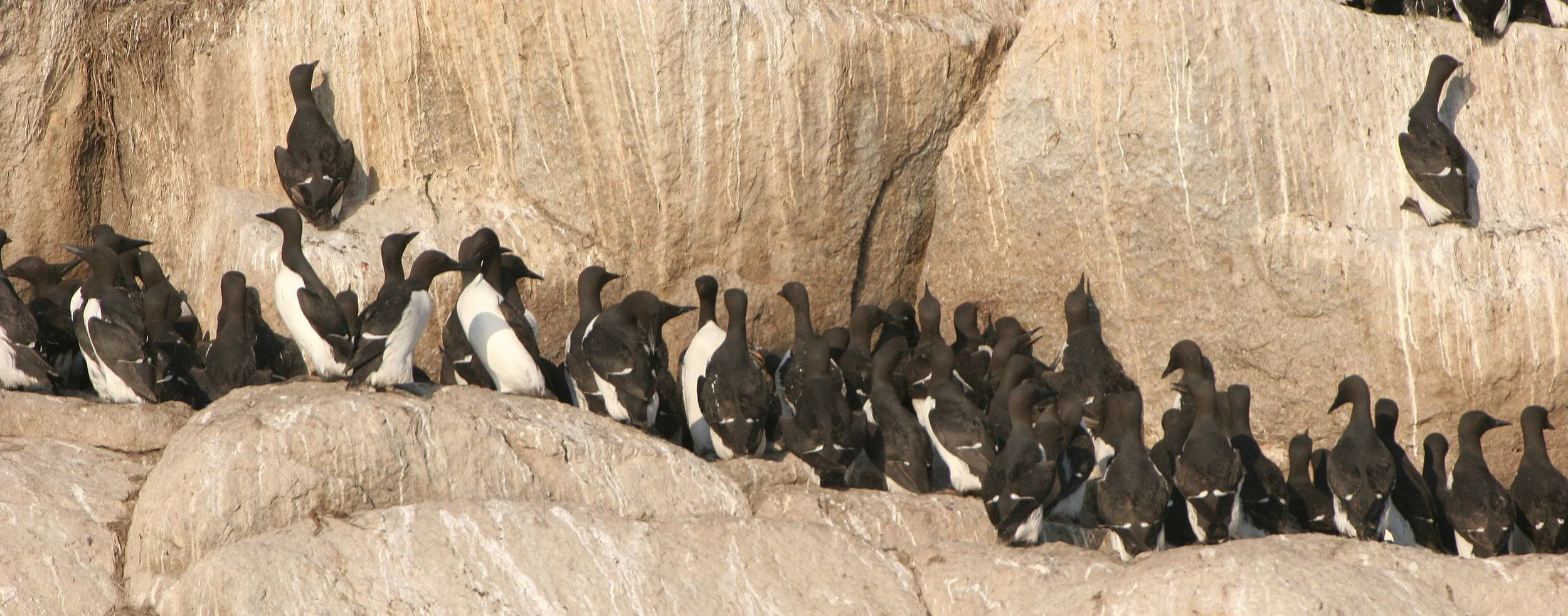 Uria lomvia eleonorae - THICK AND THIN-BILLED MURRES MIXED WITH KITTIWAKES AND RED-FACED CORMORANTS - BIRD BAZAARS COMMANDERS  (19).jpg