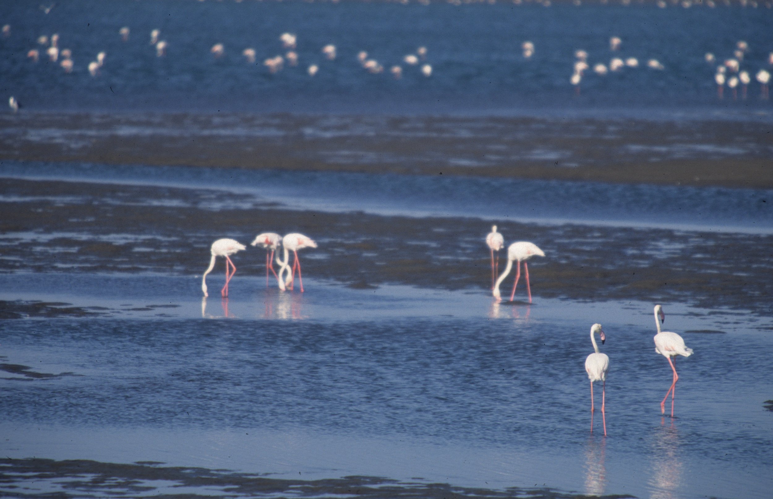 BIRDS - FLAMINGO - GREATER - NAMIBIA COAST D.jpg