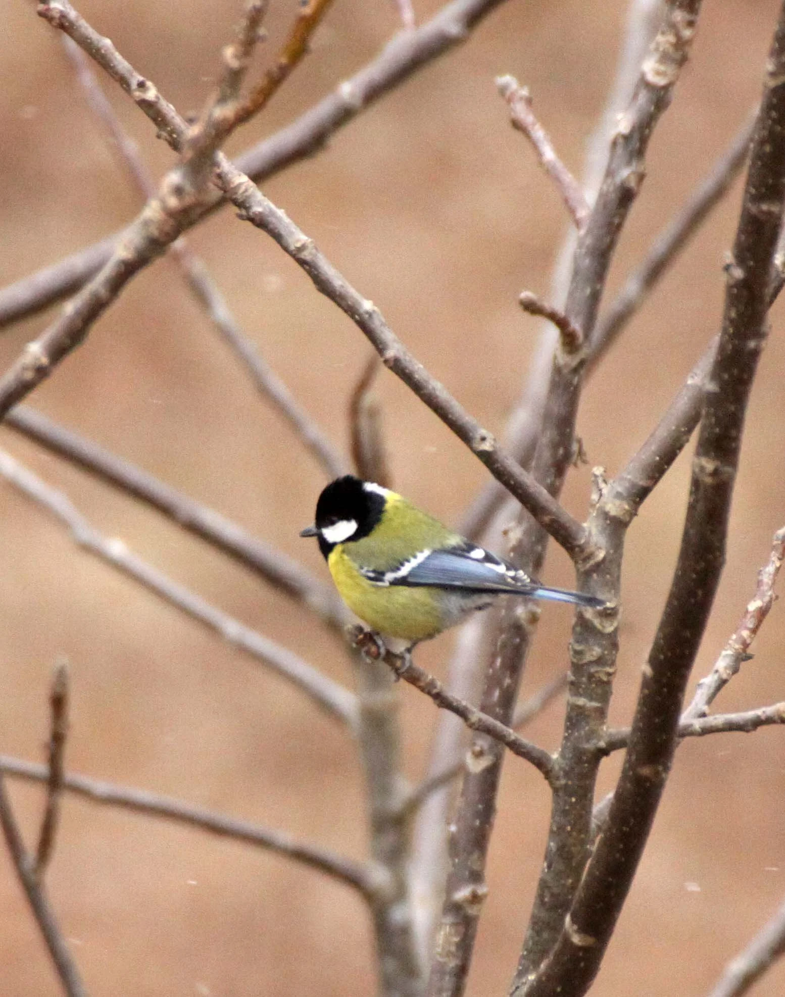 Green-backed Tit (Parus monticolus) Foping Nature Reserve, Shaanxi China