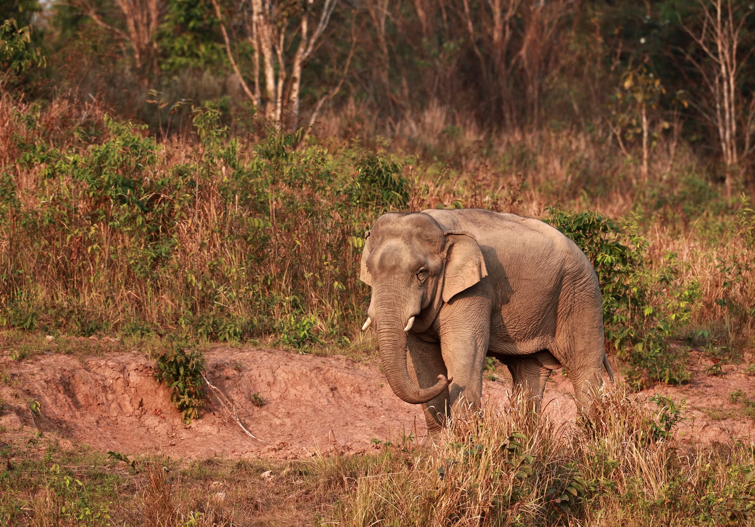 Asian Elephant (Elephas maximus) Khao Yai National Park, Thailand (16).jpg