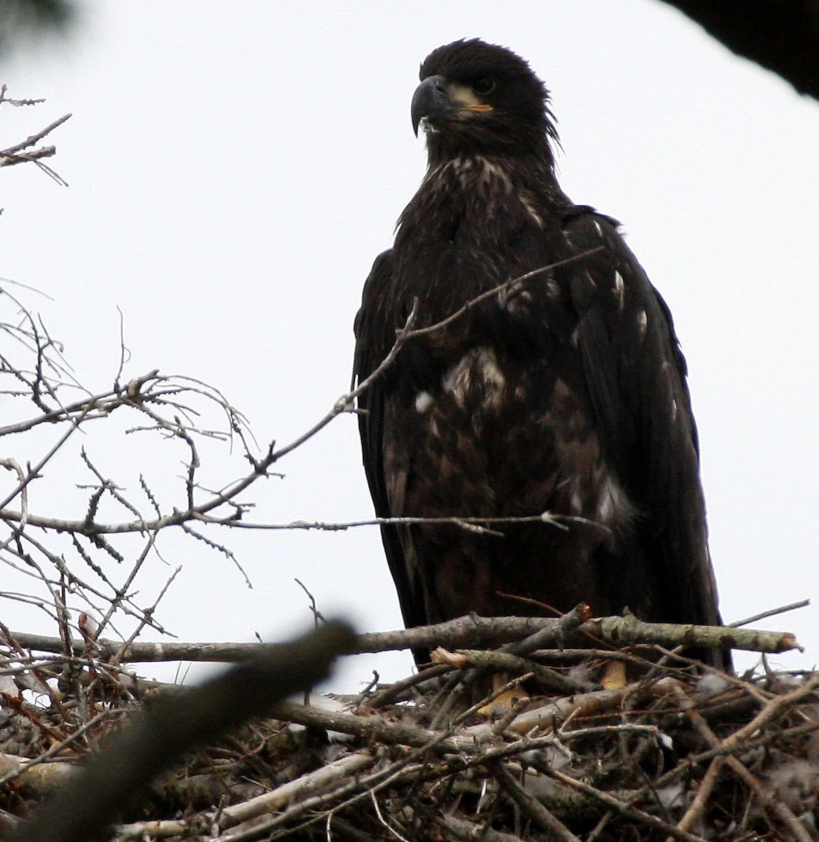 Haliaeetus leucocephalus - AMERICAN BALD EAGLE - CHICKS - CLINE SPIT OVERLOOK - SEQUIM DUNGENESS BLUFFS (12).JPG