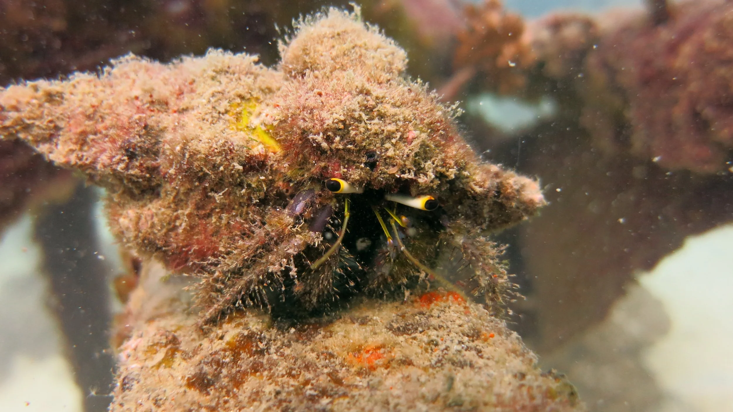 2016 BPS Satthahip Dive Trip with Marine Conservation Club (59).JPG