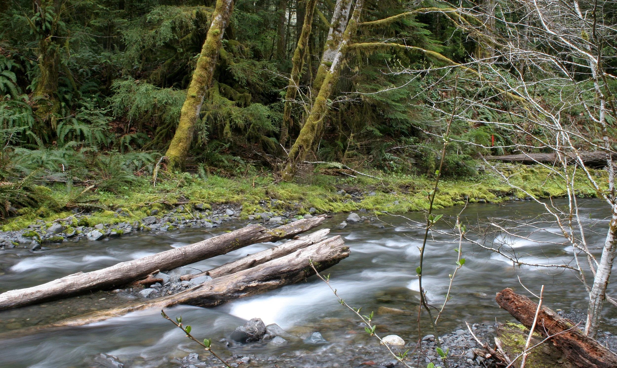 BARNES CREEK AND SURROUNDING FOREST (25).JPG