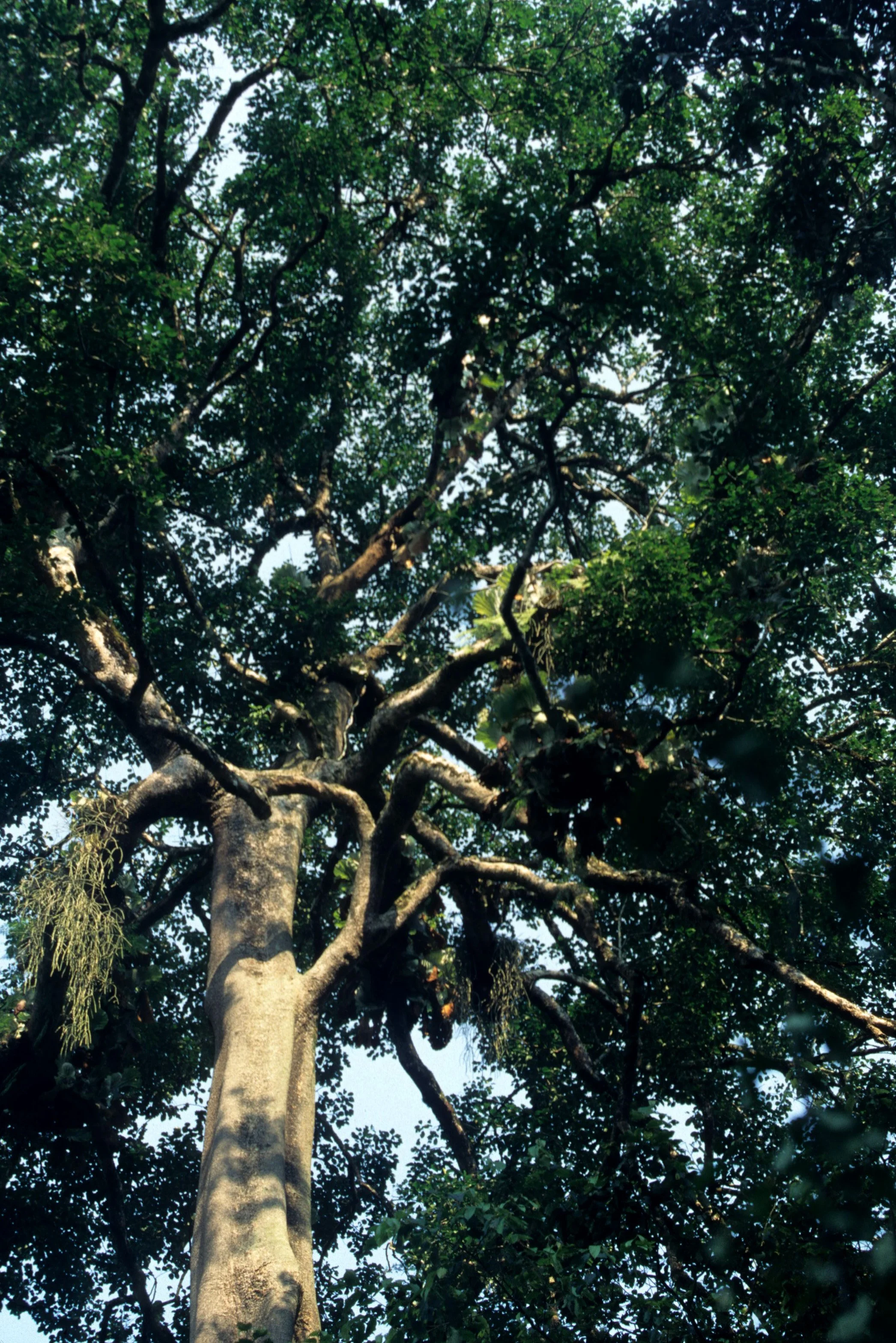 UGANDA - RAINFOREST GIANT WITH EPIPHYTES.jpg