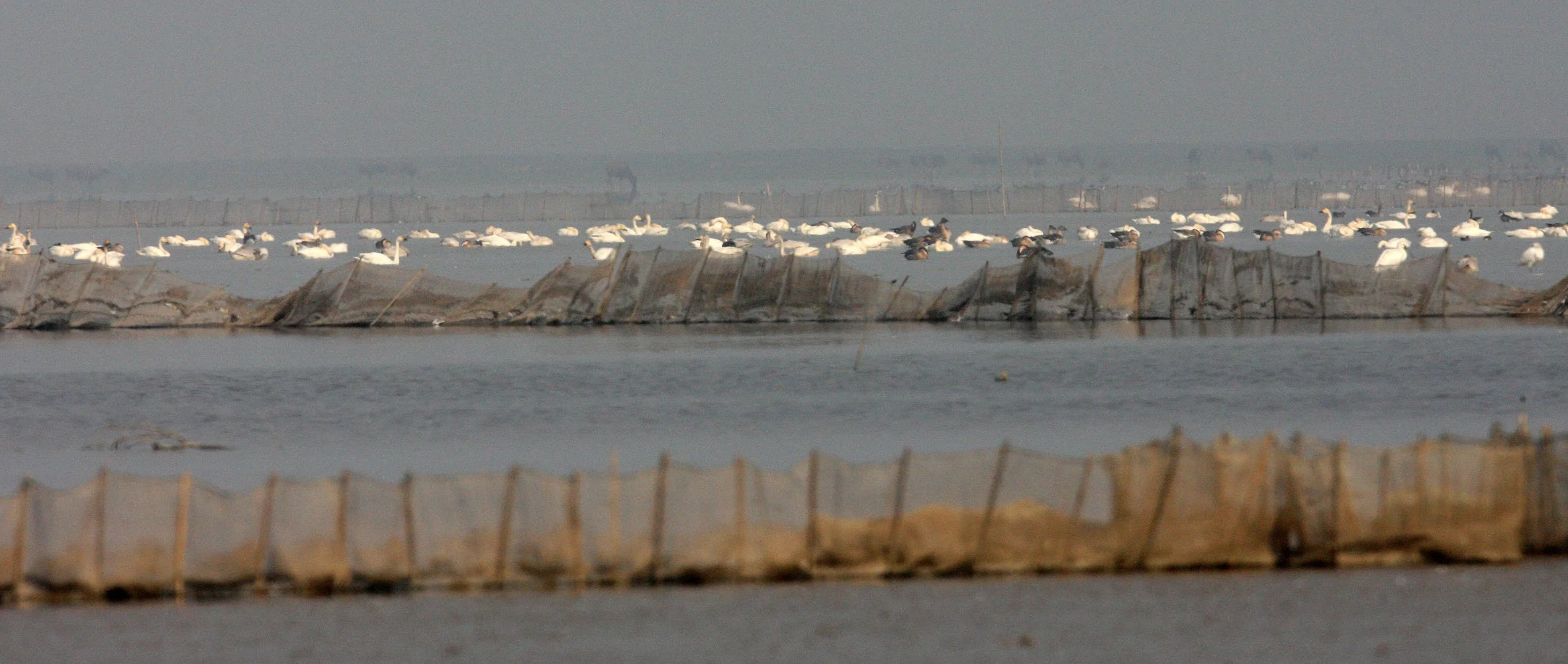 SWAN - TUNDRA SWAN - Cygnus columbianus - GREAT EGRET - EURASIAN SPOONBILL - BEAN GOOSE - NANJI RESERVE POYANG LAKE CHINA (10).JPG