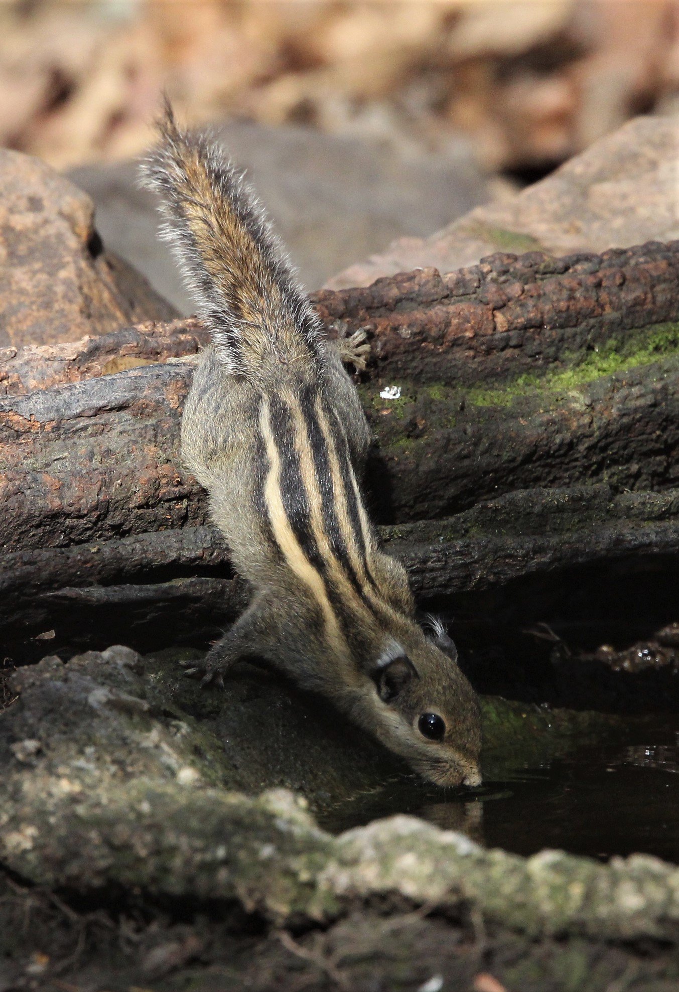 Tamiops mcclellandii - WESTERN STIPED SQUIRREL - LUNG SIN HIDE, KAENG KRACHAN (18).jpg