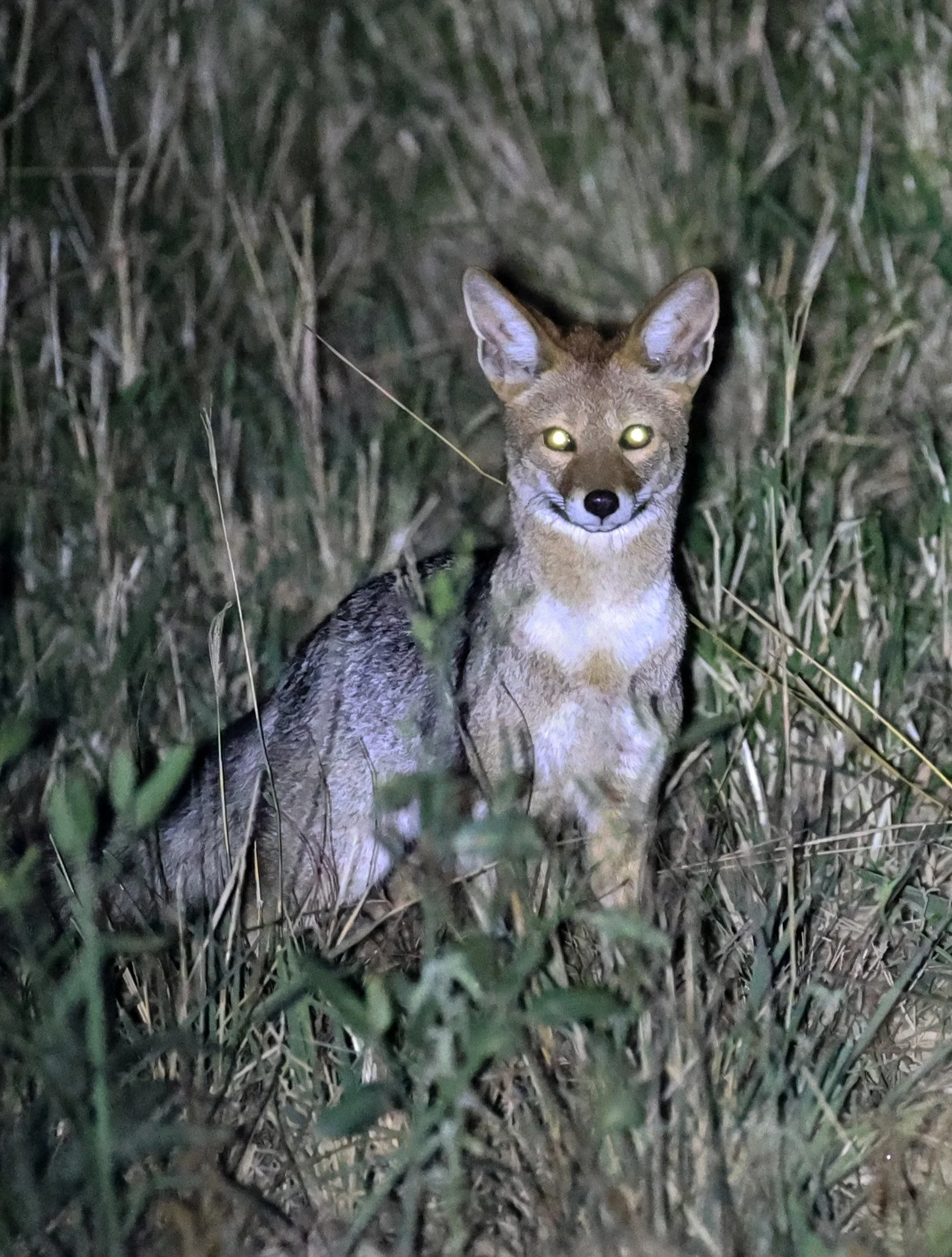 Pampas fox (Lycalopex gymnocercus) Hotel Campestre Iparoma Paraguay  (7).jpg