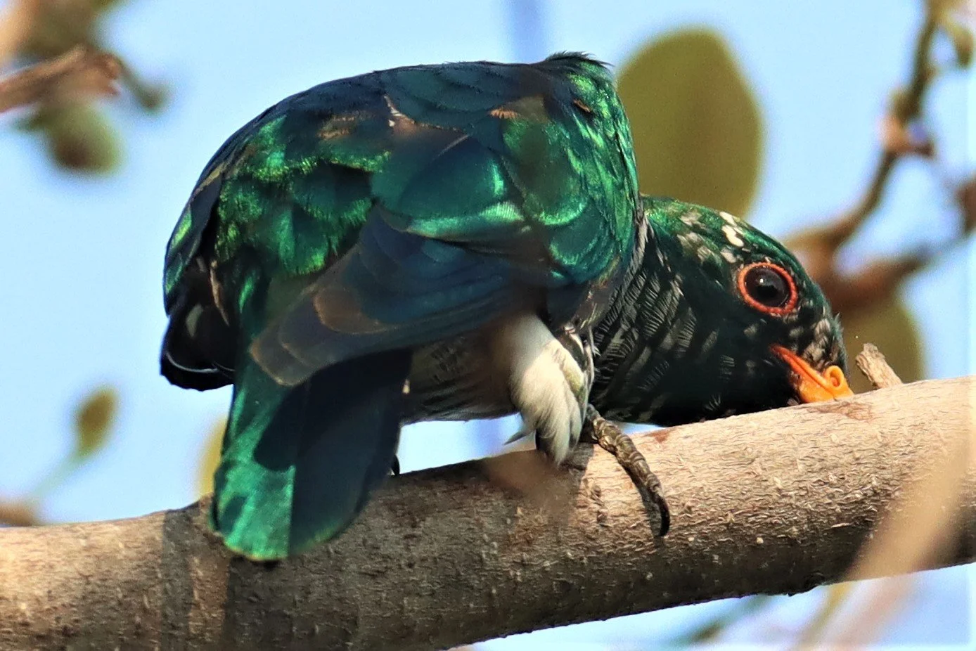 Asian Emerald Green Cuckoo (Chrysococcyx maculatus) Rama IX Park Bangkok (21).jpg