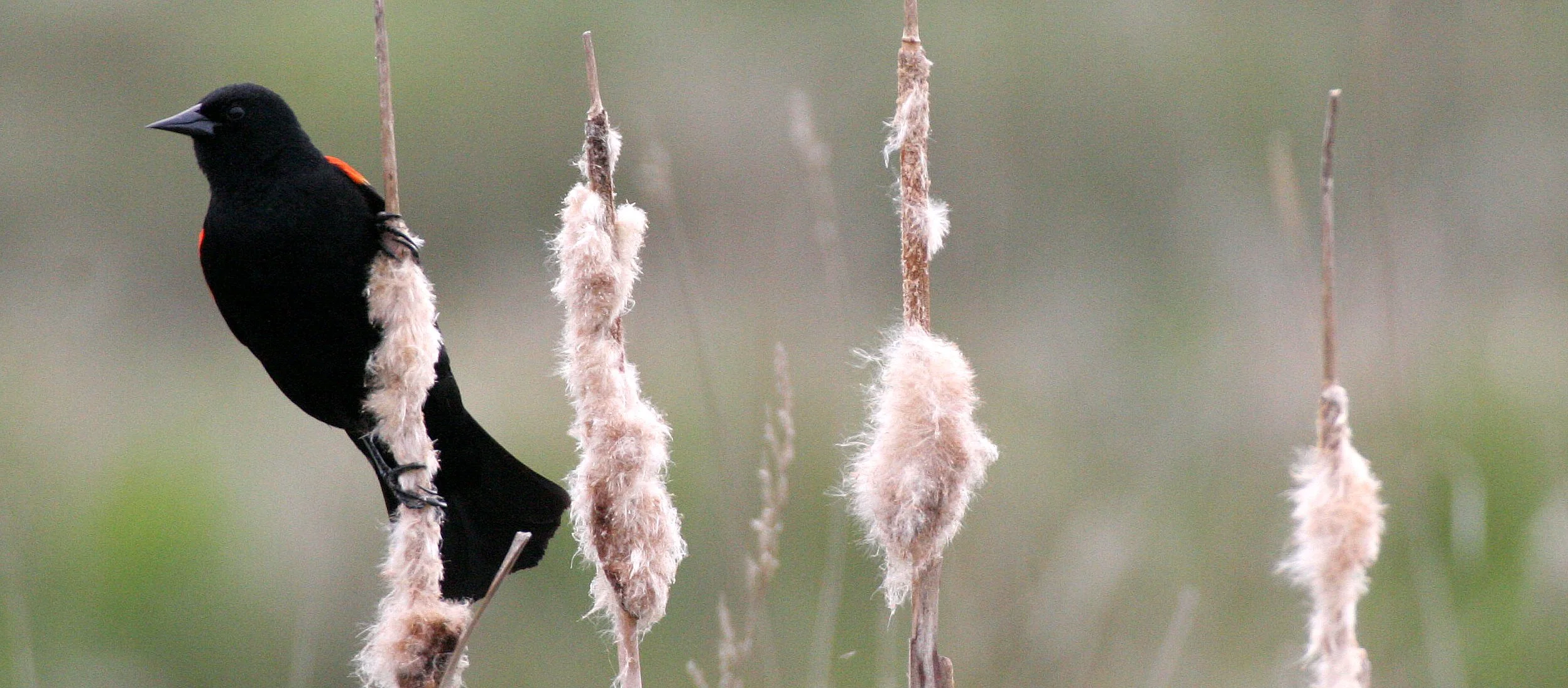 Red-winged Blackbird (Agelaius phoeniceus) Jamestown Olympic Peninsula Washington (8).JPG