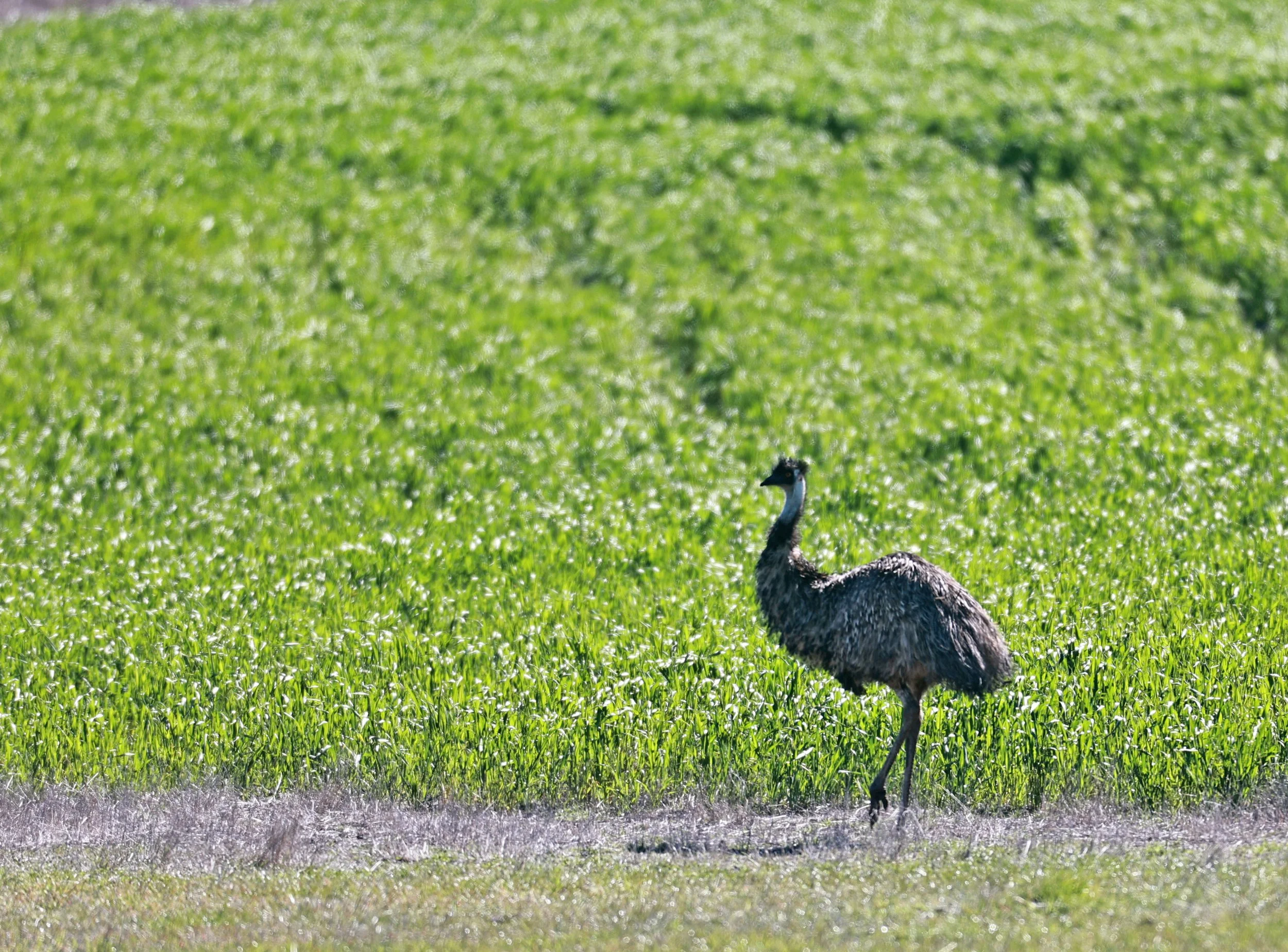 Emu (Dromaius novaehollandiae) Stirling Range NP - Western Australia (18).jpg