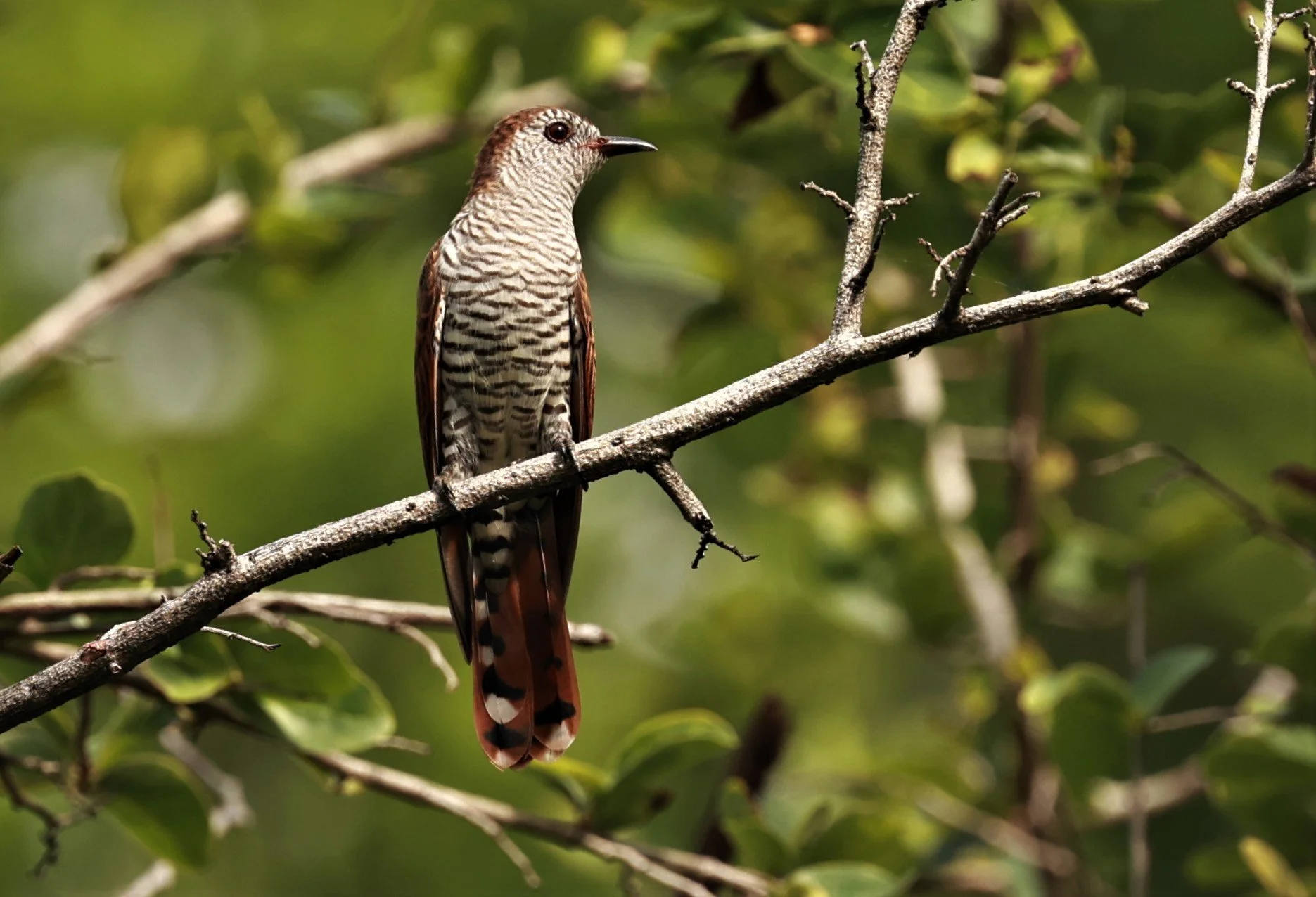 Violet Cuckoo (Chrysococcyx xanthorhynchus) Rama IX Park Bangkok (59).jpg