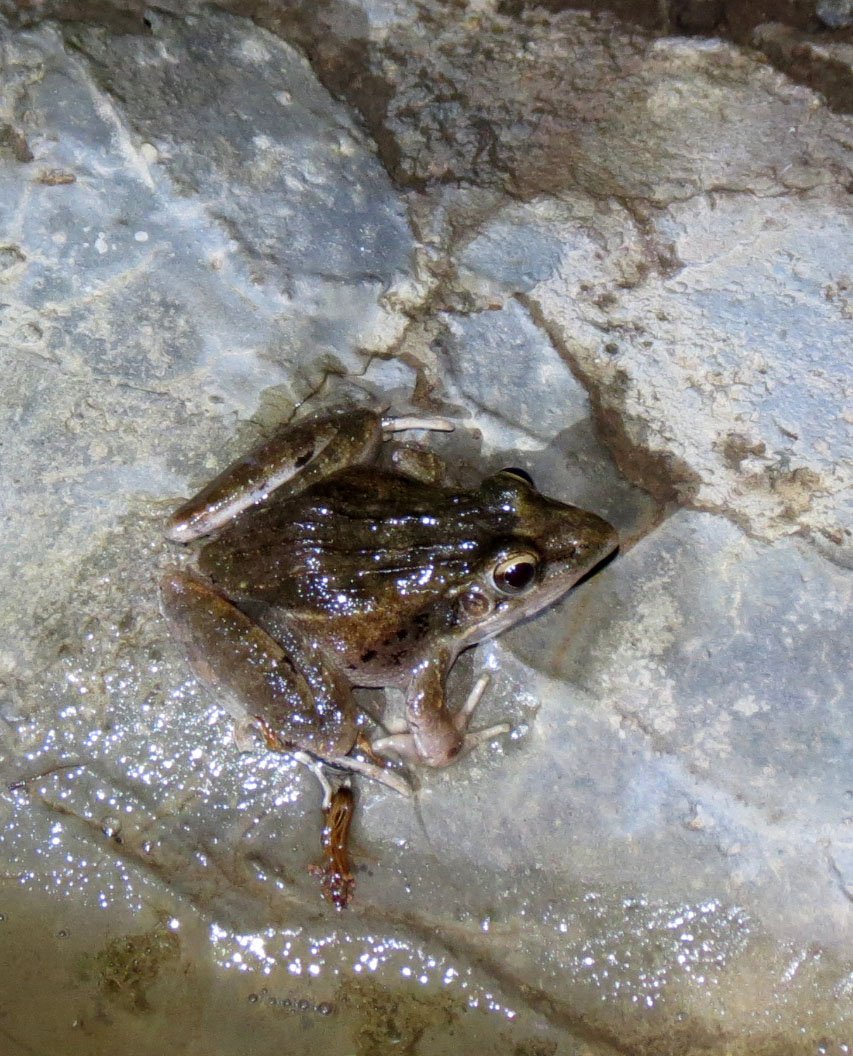 AMPHIBIAN - FROG - AWASH NATIONAL PARK ETHIOPIA (1).JPG