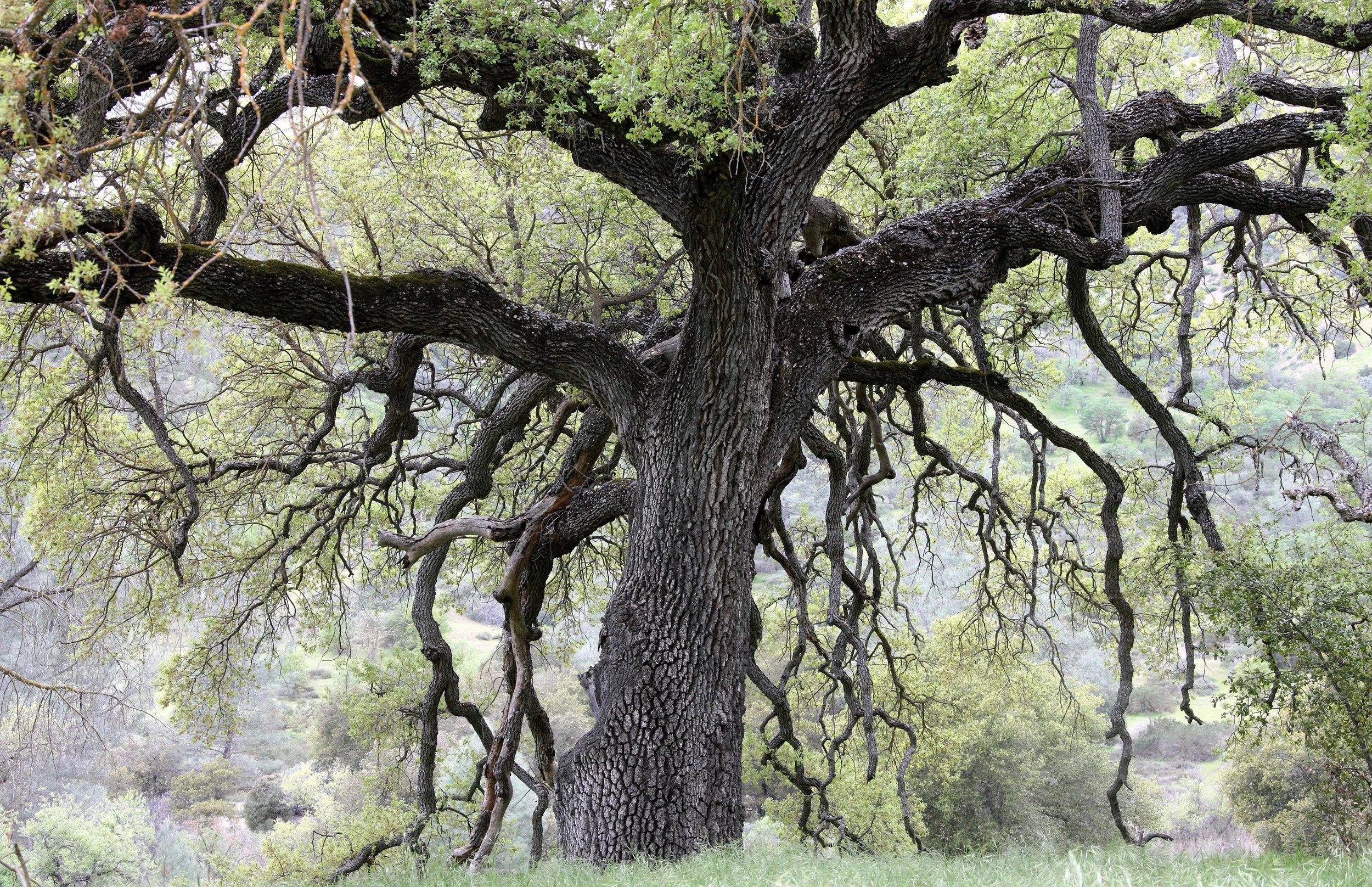 FAGACEAE - QUERCUS SPECIES - COASTAL LIVE OAK SPECIES - PINNACLES NATIONAL MONUMENT CALIFORNIA (5).JPG