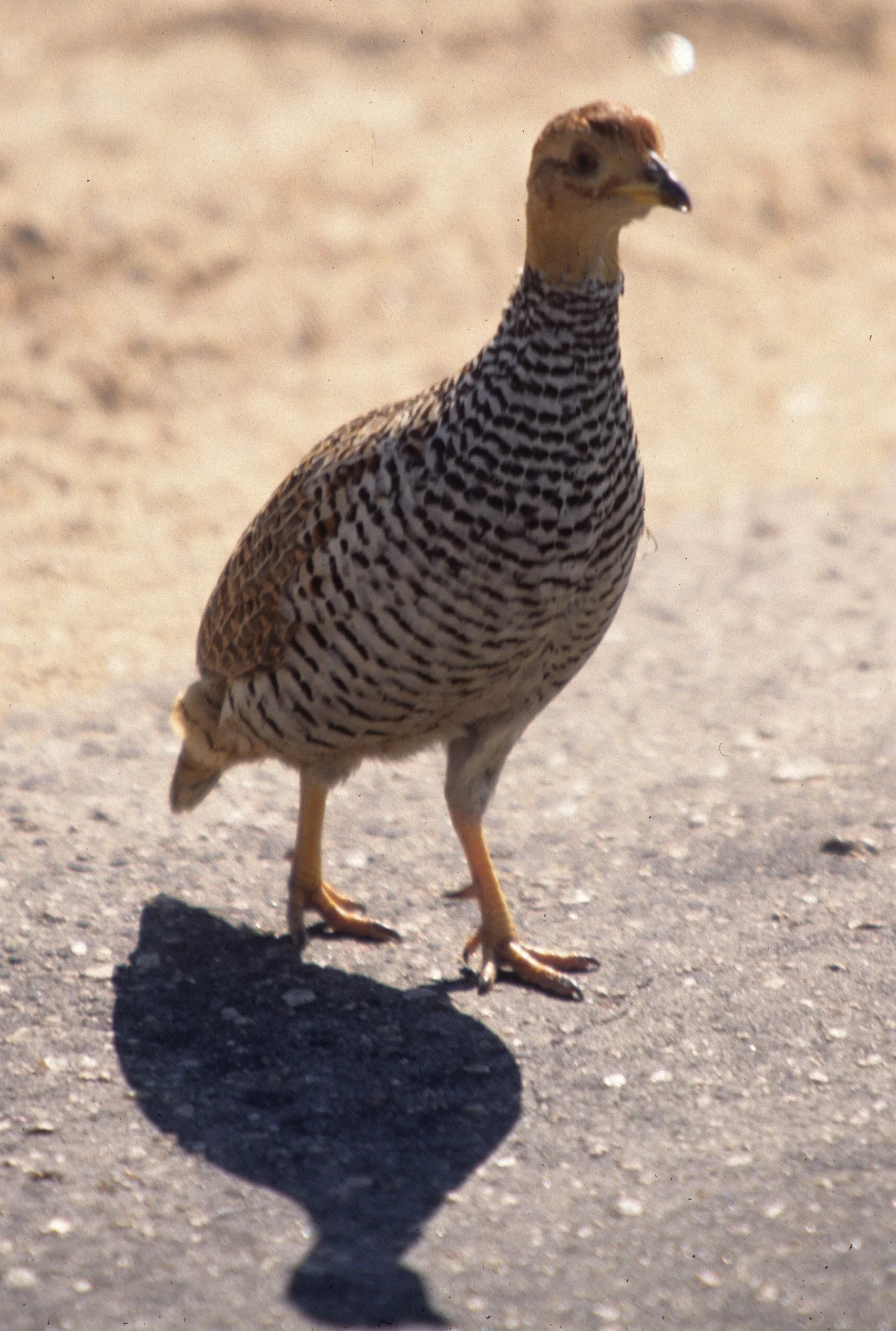 BIRDS - FRANCOLIN - COQUI - KRUGER.jpg