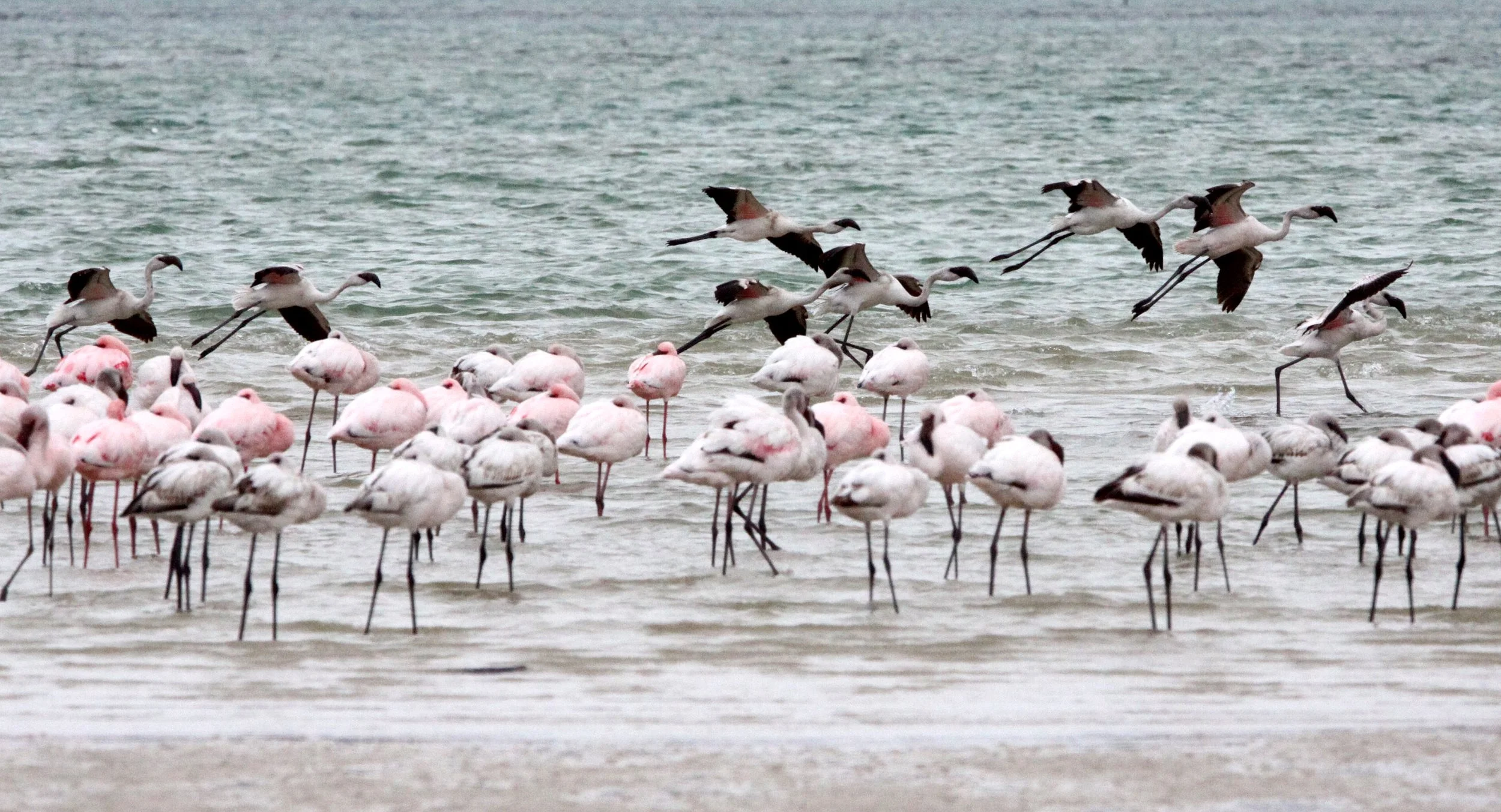 Phoeniconaias minor - Lesser Flamingo - West Coast National Park South Africa (5).JPG