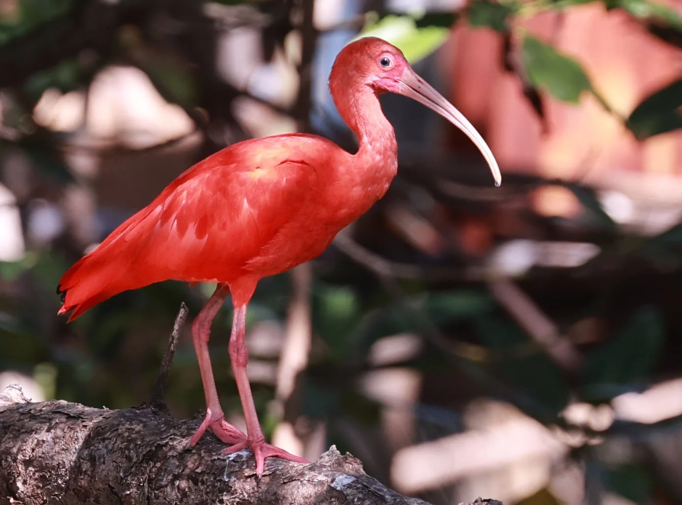 Ibis - Scarlet Ibis - Eudocimus ruber - 29 Songkaow Cafe, Chachoengsao Thailand (32).jpg