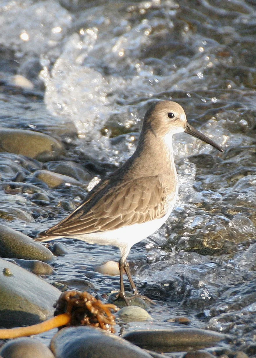 BIRD - DUNLIN - PA HARBOR (10).jpg