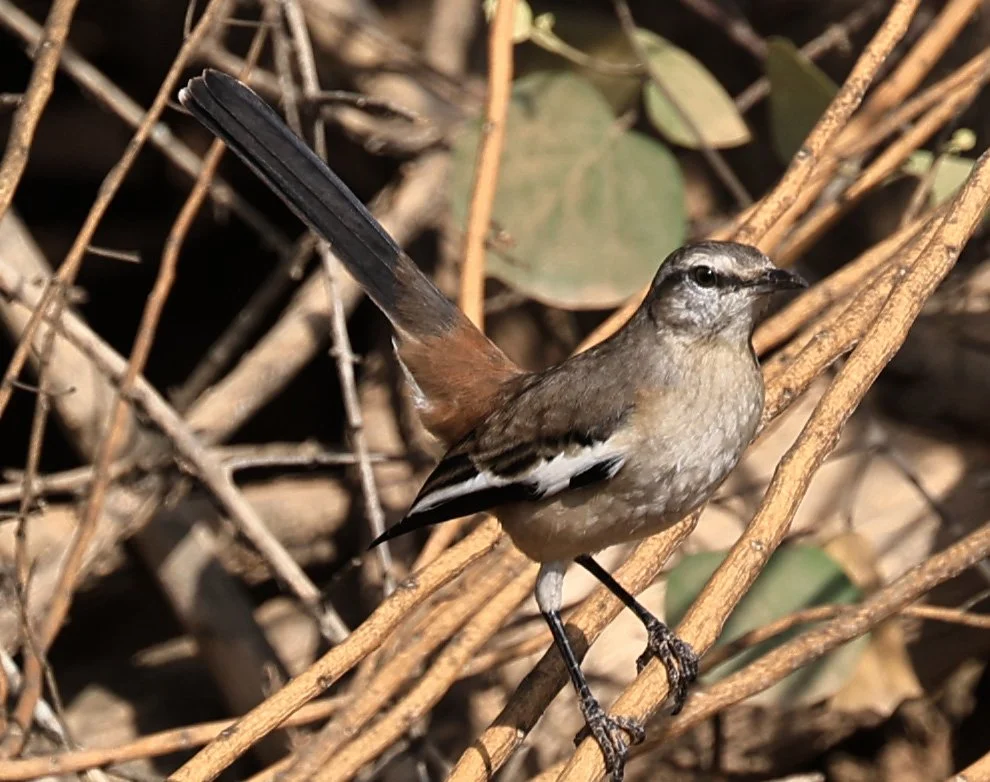 White-banded Mockingbird (Mimus triurus) Hotel Campestre Iparoma Paraguay (2).jpg