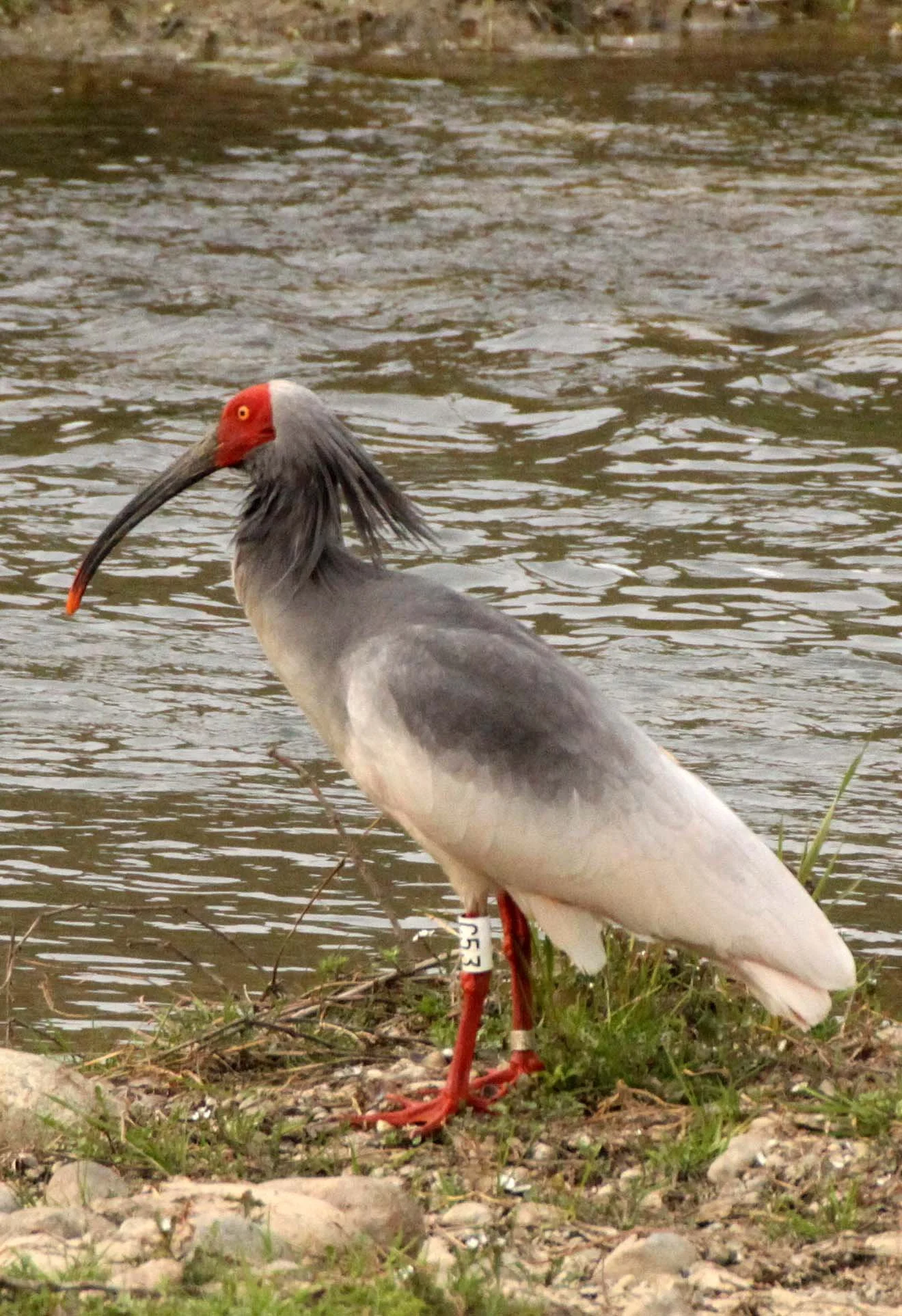 IBIS - CRESTED IBIS - Nipponia nippon - YANG COUNTY SHAANXI PROVINCE CHINA (49).JPG