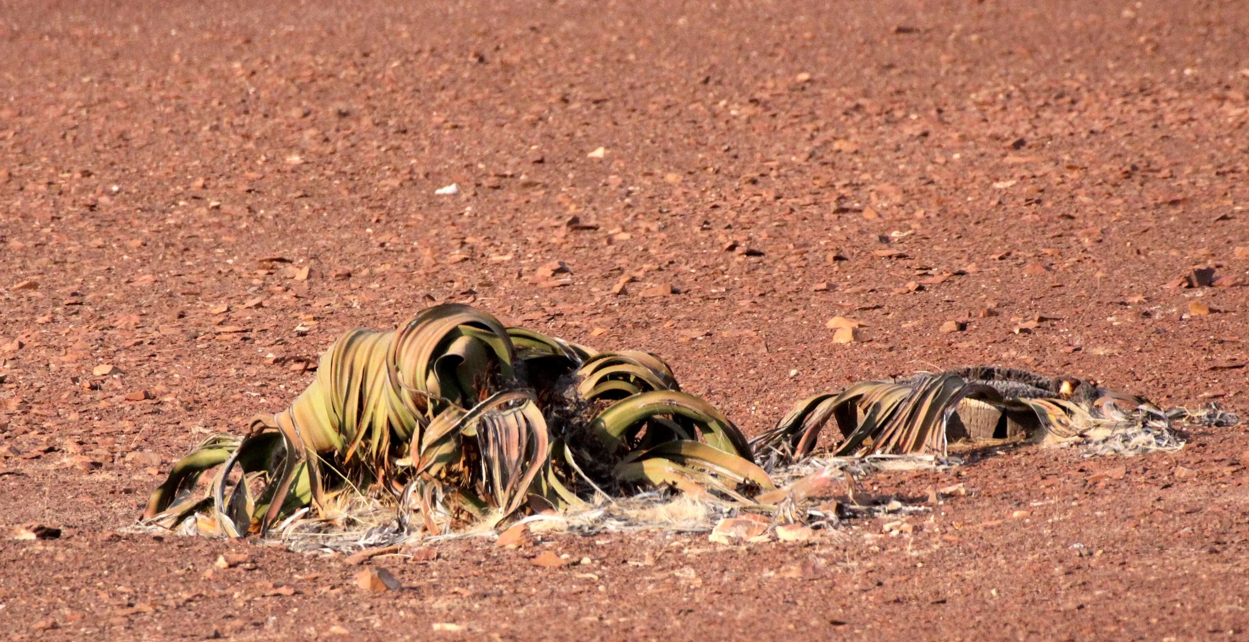 NAMIBIA - SKELETON COAST NATIONAL PARK - WELWITSCHIA SPECIES.JPG
