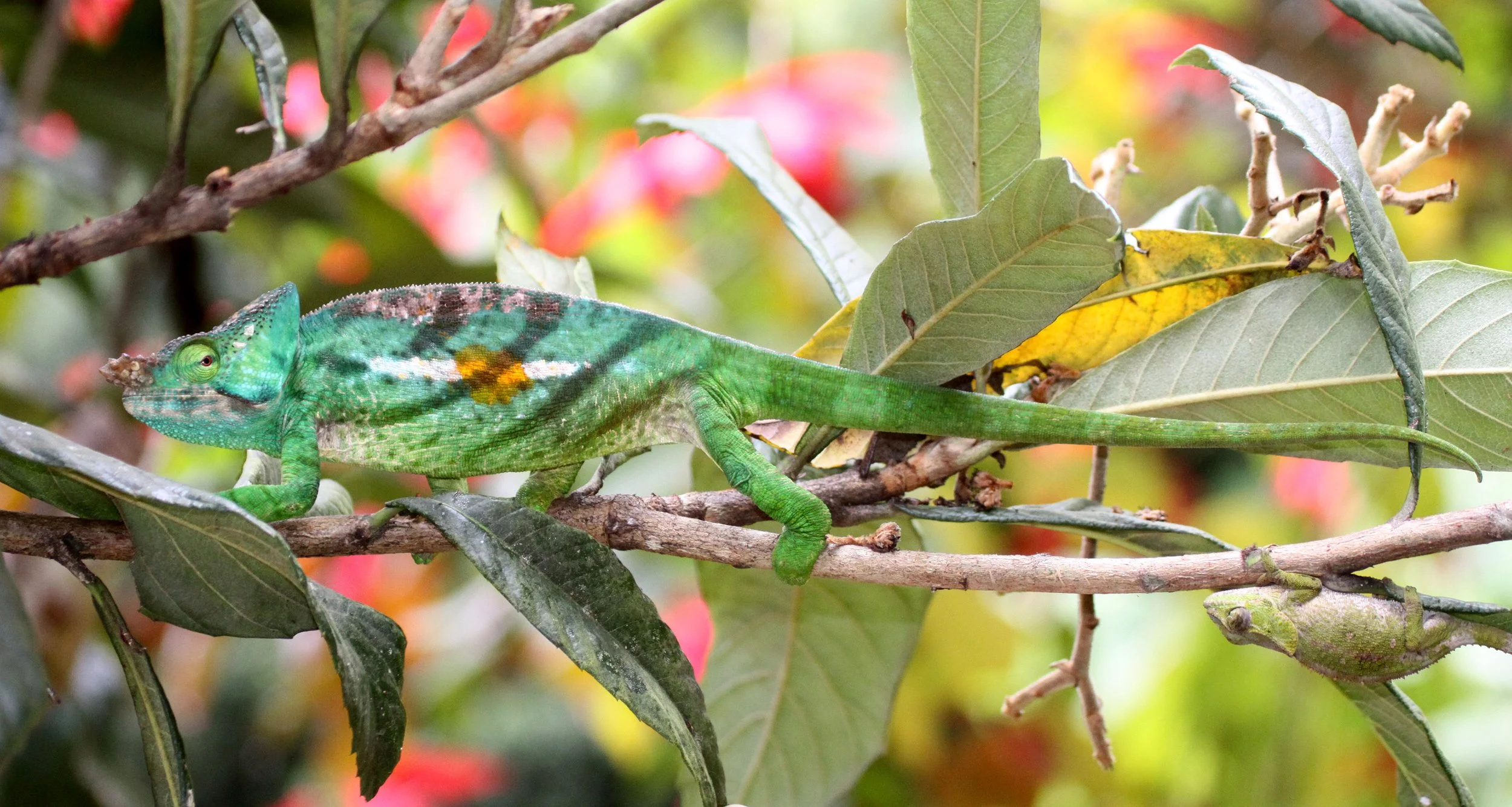 Calumma parsonii - PARSON'S CHAMELEON - MANTADIA NATIONAL PARK MADAGASCAR (2).JPG