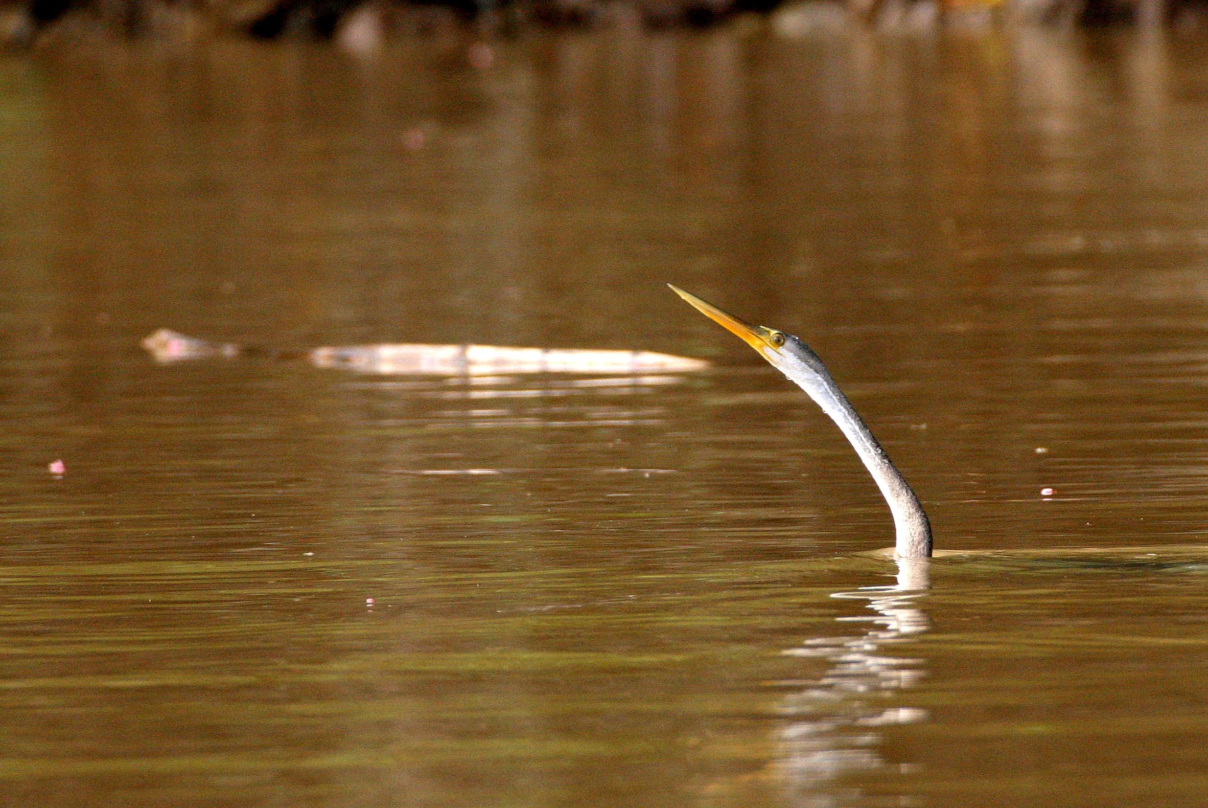 BIRD - ORIENTAL DARTER - KINABATANGAN RIVER BORNEO (8).JPG