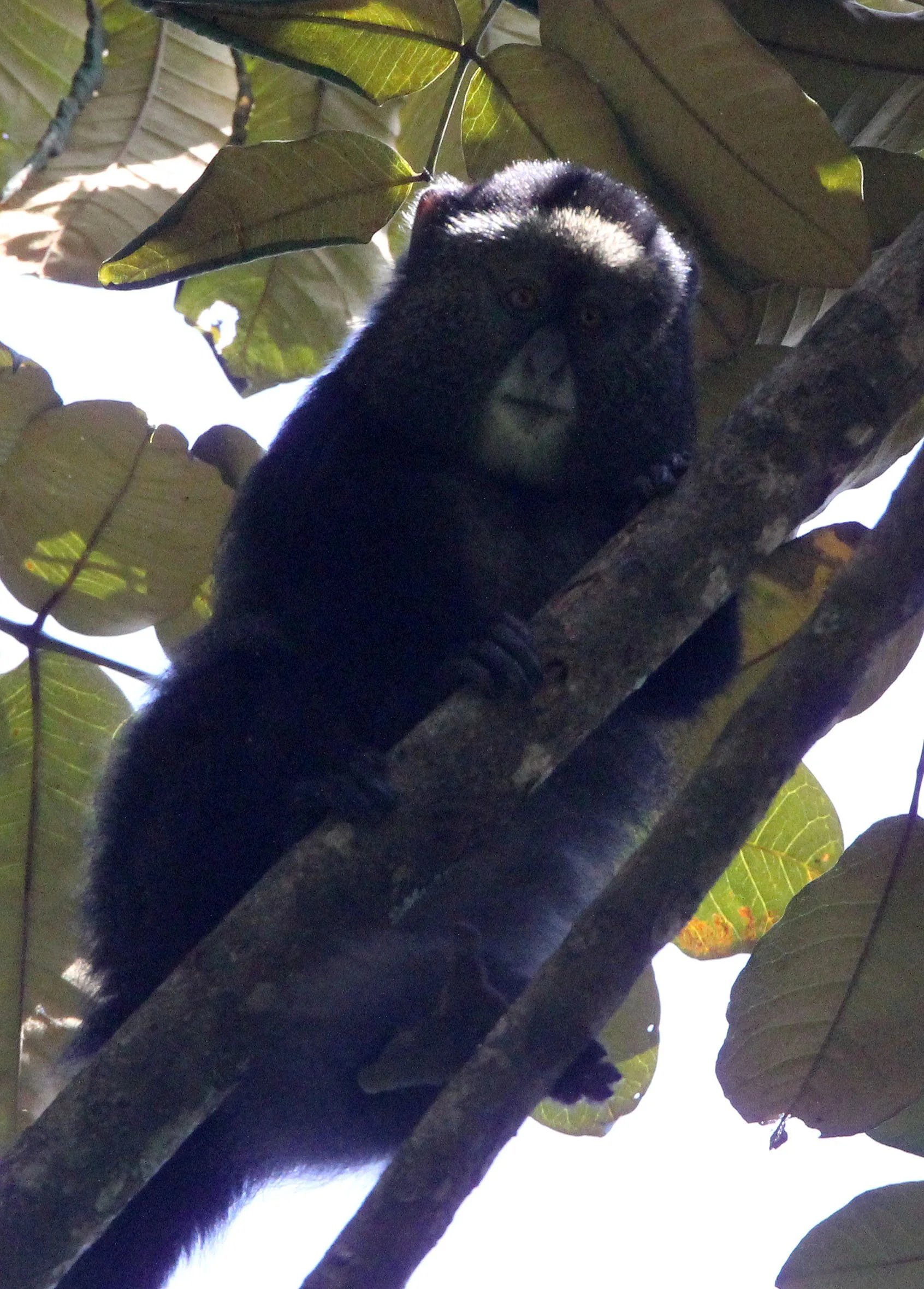 CERCOPITHECIDAE - Cercopithecus doggetti - SILVER MONKEY - NYUNGWE NATIONAL PARK RWANDA (177).JPG