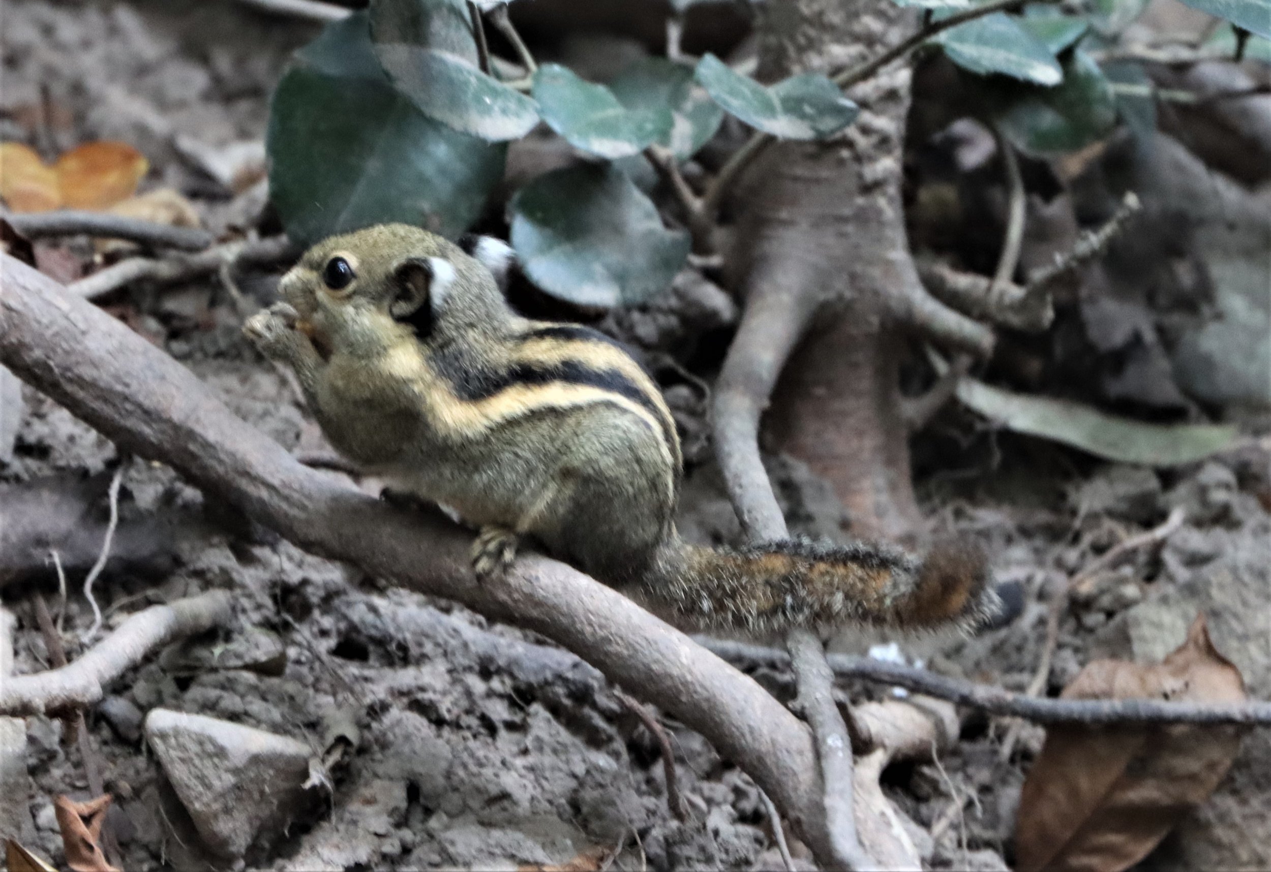 Tamiops mcclellandii - WESTERN (BURMESE) STRIPED SQUIRREL - NEUNG HIDE KAENG KRACHAN (8).jpg