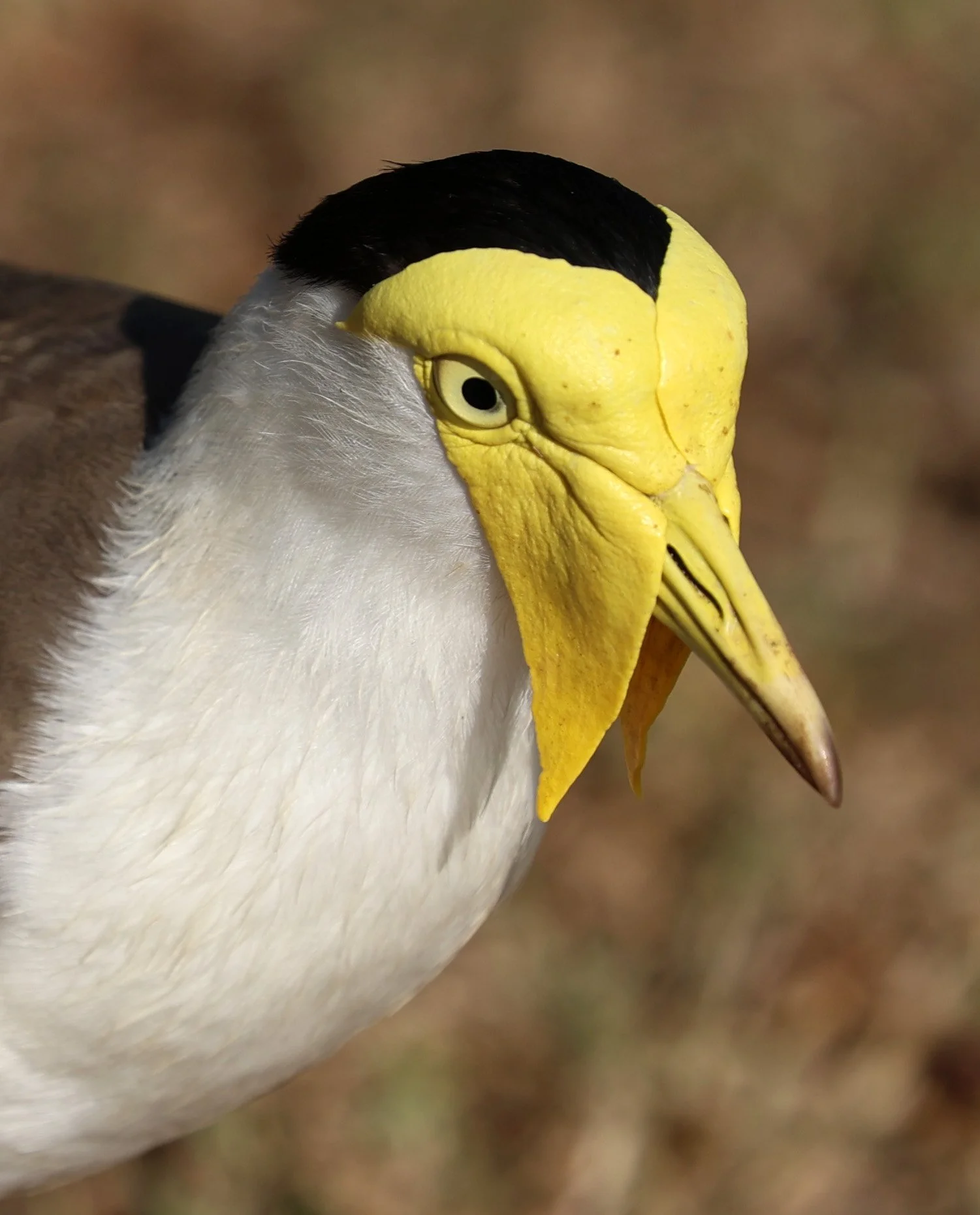 Masked Lapwing (Vanellus miles) Rottnest Island - Western Australia (11).jpg