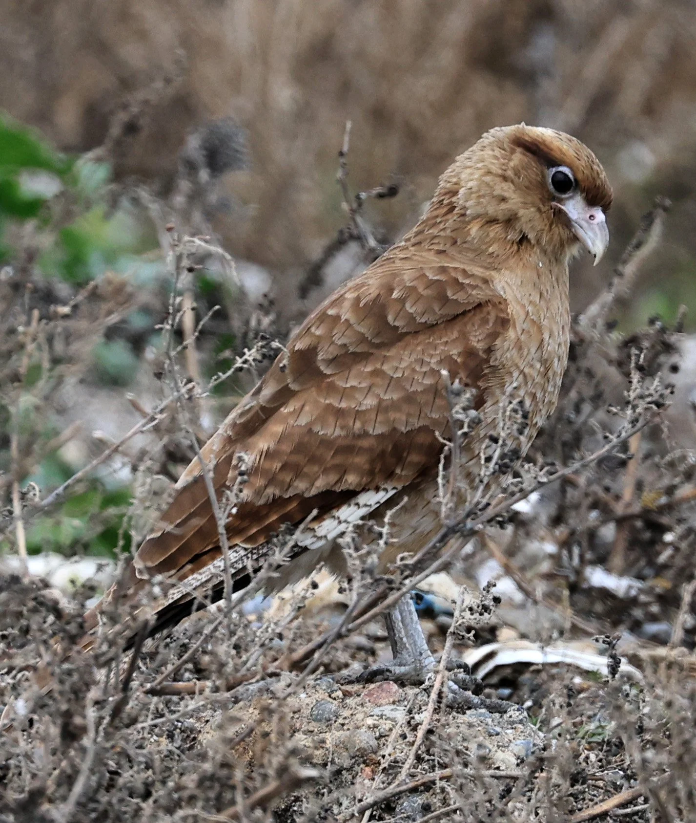 Chimango Caracara (Daptrius chimango) Lagunas del Ornitólogo, Trelew Argentina 
