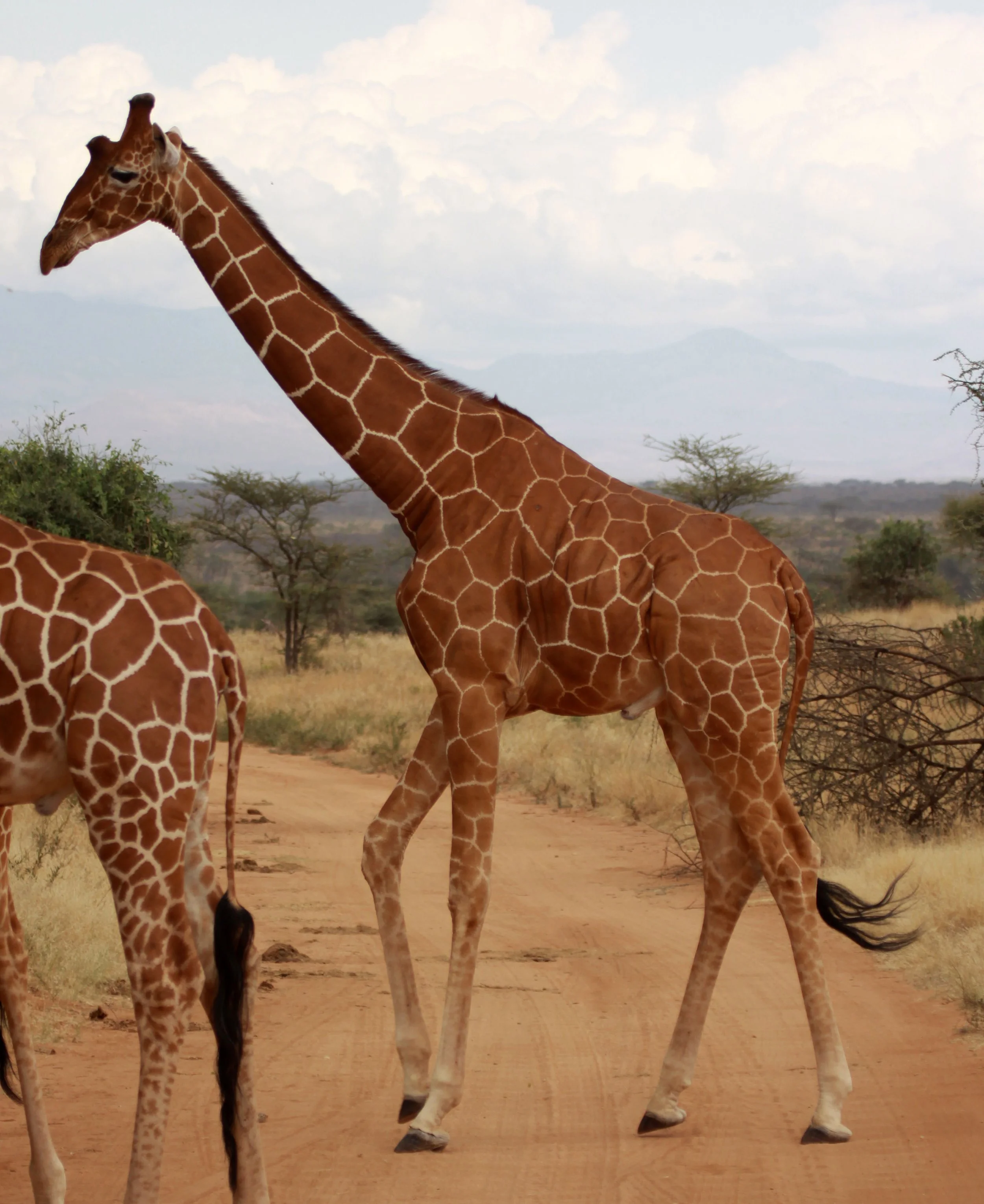 GIRAFFE - RETICULATED GIRAFFE - SAMBURU NATIONAL RESERVE KENYA (26).JPG