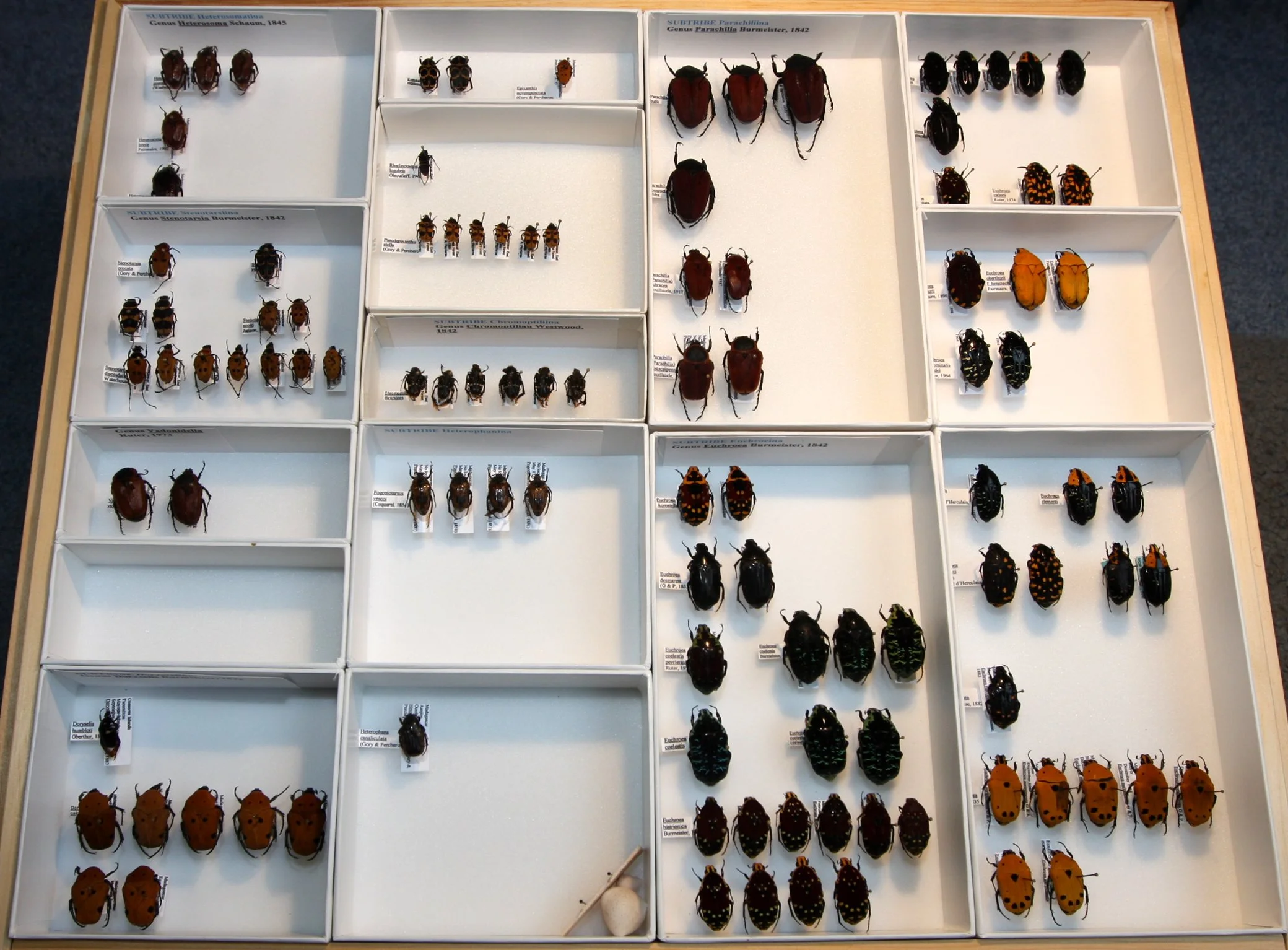 Cetoniinae 4 – Stenotarsiini -  Madagascar cetoniinae.JPG