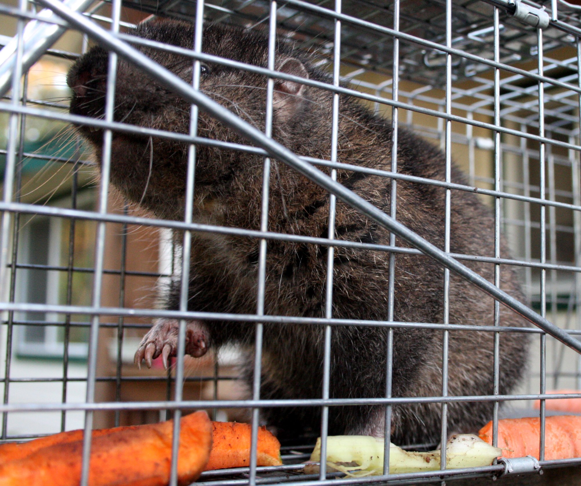 RODENT - MOUNTAIN BEAVER - LAKE FARM TRAILS WA (2).JPG