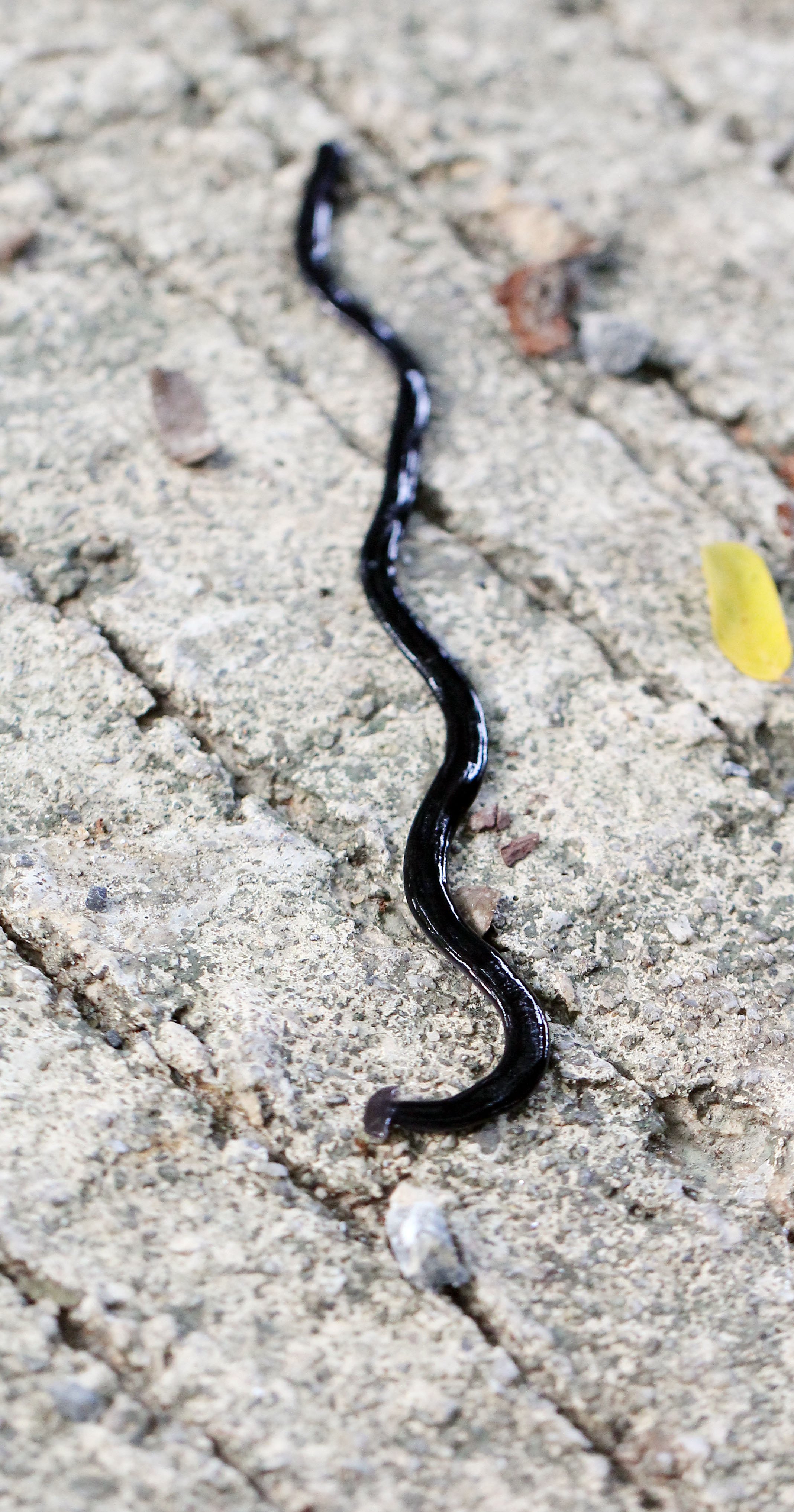 2015 Koh Lanta October Break Trip  (123).JPG