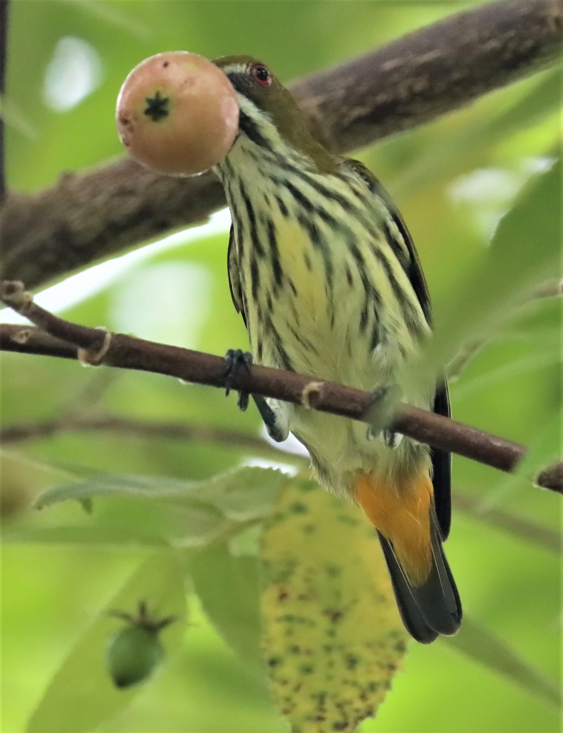 FLOWERPECKER - YELLOW-VENTED FLOWERPECKER - Dicaeum chrysorrheum - BAAN MAKA - IMAGE BY GIFT  (4).jpg