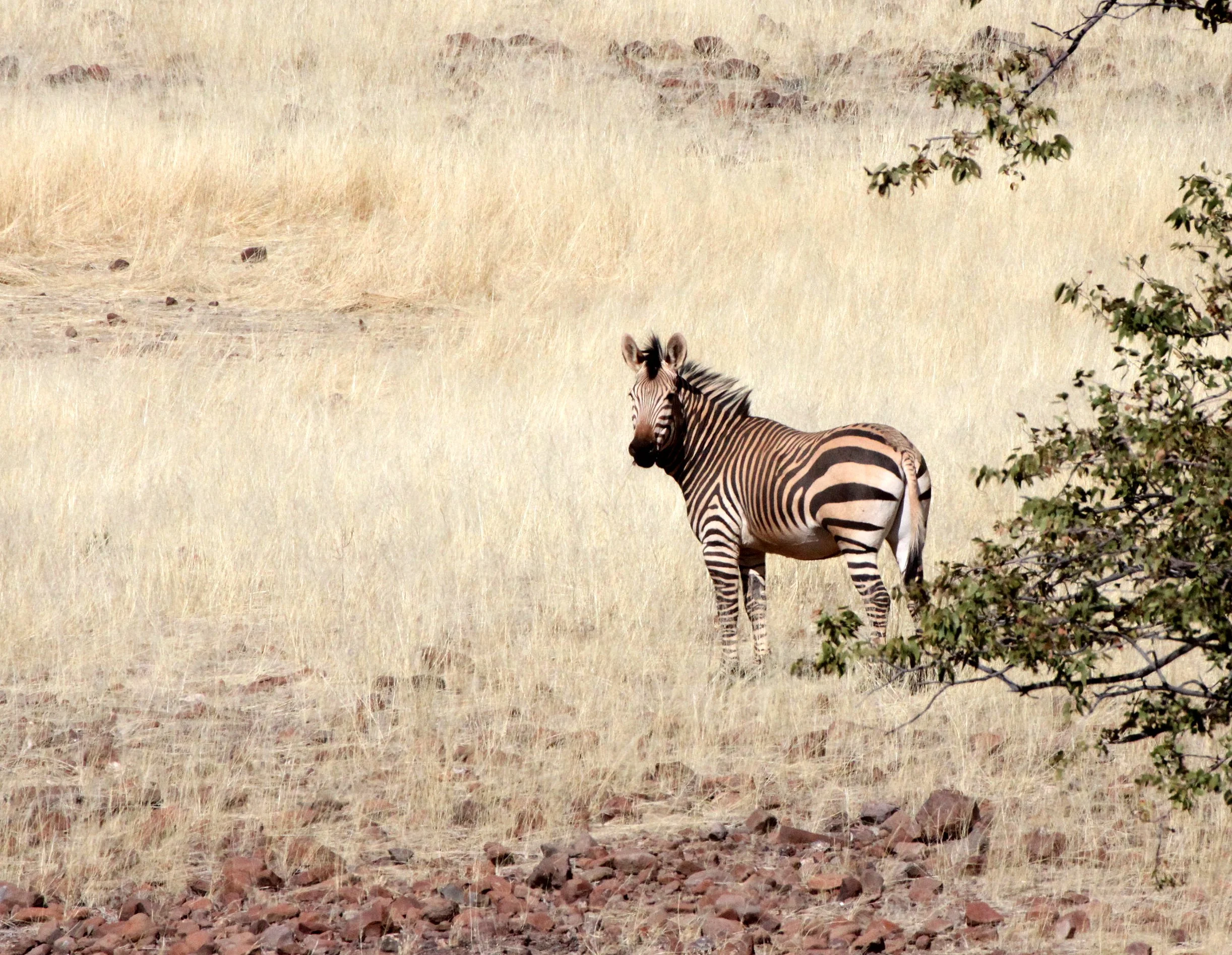Equus zebra hartmannae - HARTMANN'S MOUNTAIN ZEBRA - DAMARALAND, NAMIBIA (61).JPG