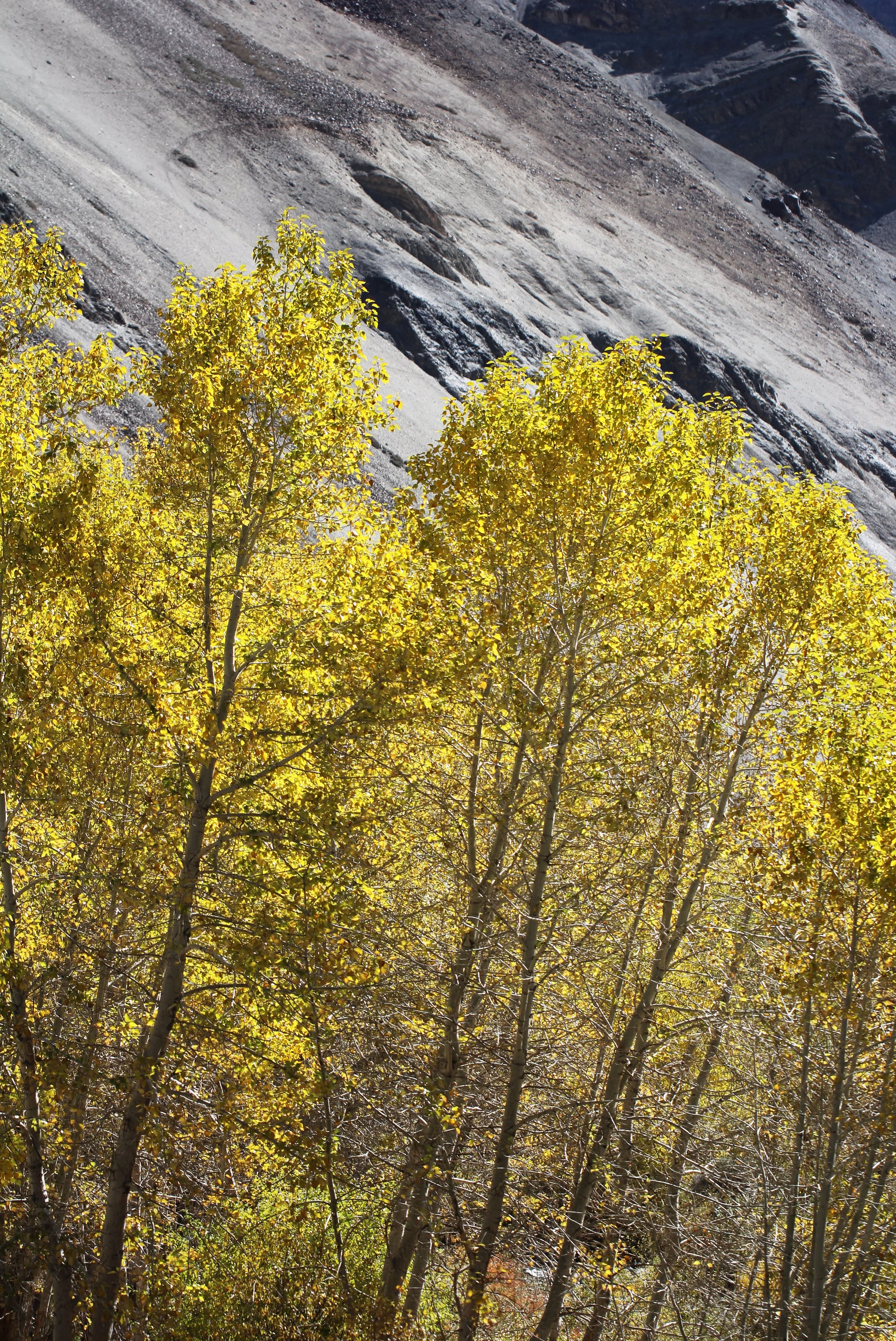 HEMIS NATIONAL PARK - LADAKH INDIA - JAMMU & KASHMIR NEAR RUMBAK VILLAGE (15).JPG