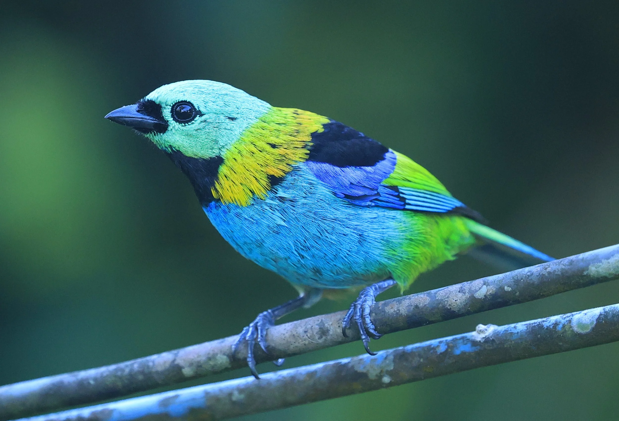 Green-headed Tanager (Tangara seledon)  Superagui National Park, Brazil (223).jpg