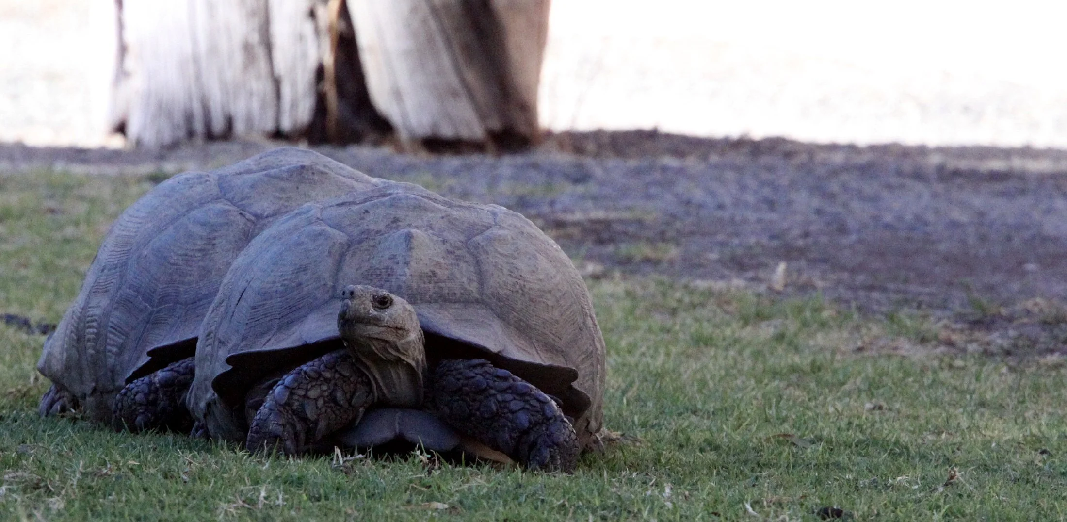 Karoo Leopard Tortoise (Stigmochelys pardalis babcocki) Karoo NP, South Africa