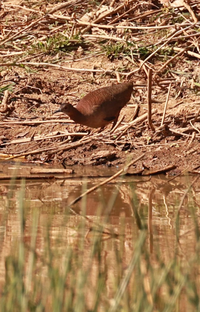 Tinamou - Small-billed Tinamou - Crypturellus parvirostris - Porto Alegre Lodge, Pantanal