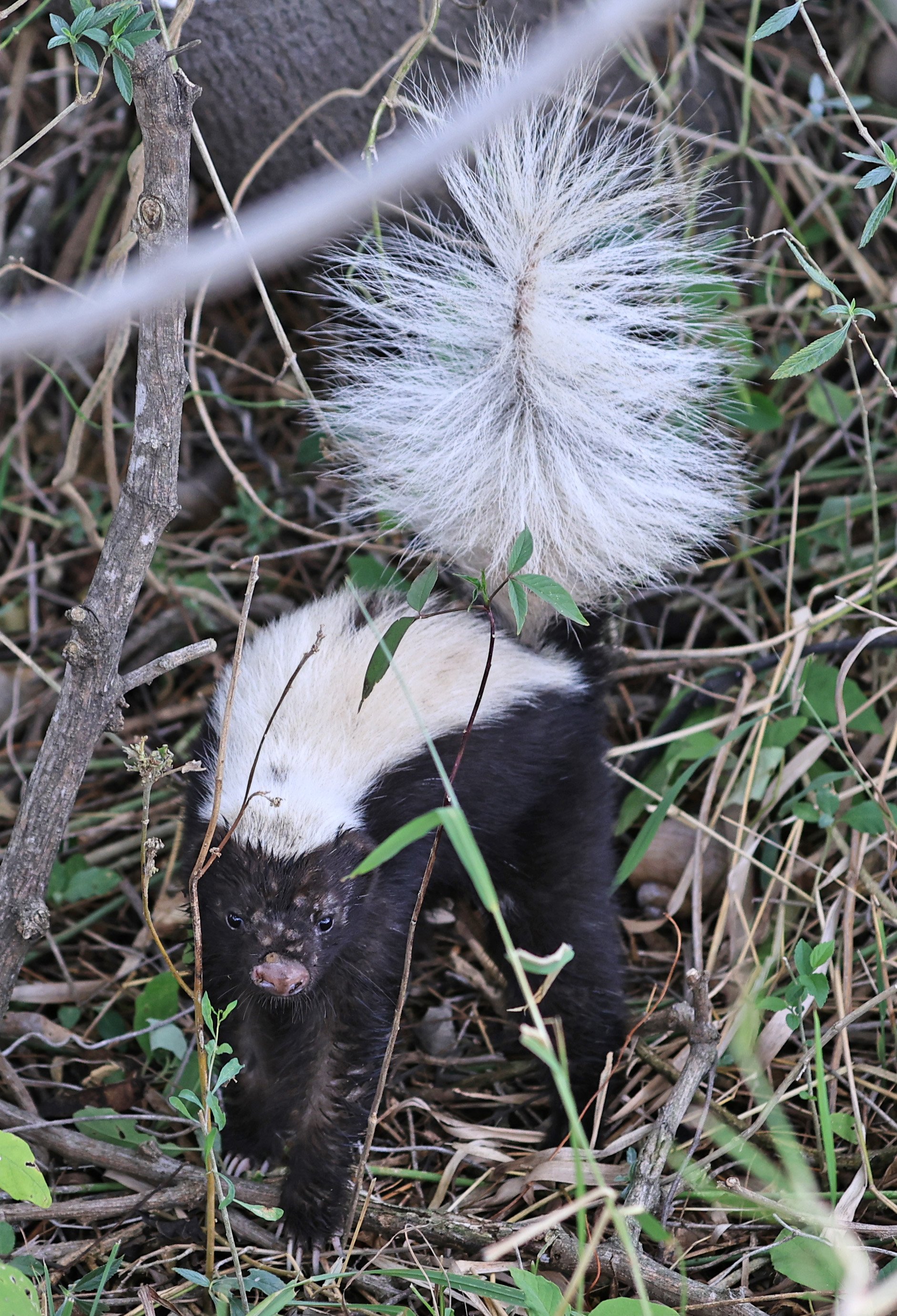 Molina's Hog-nosed Skunk (Conepatus chinga) Estancia Campo'i Paraguay  (22).jpg